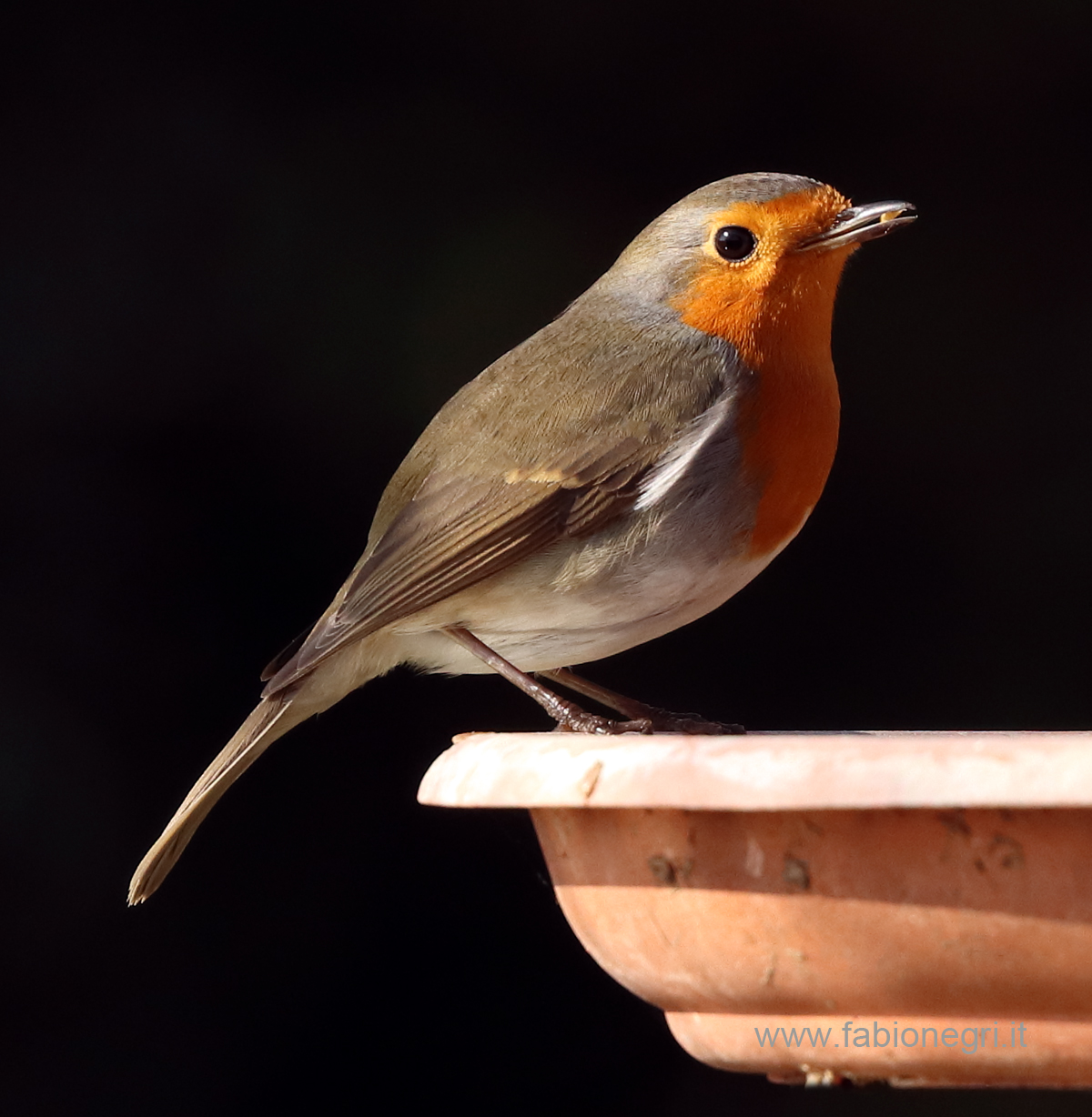 Pettirosso su fondo nero