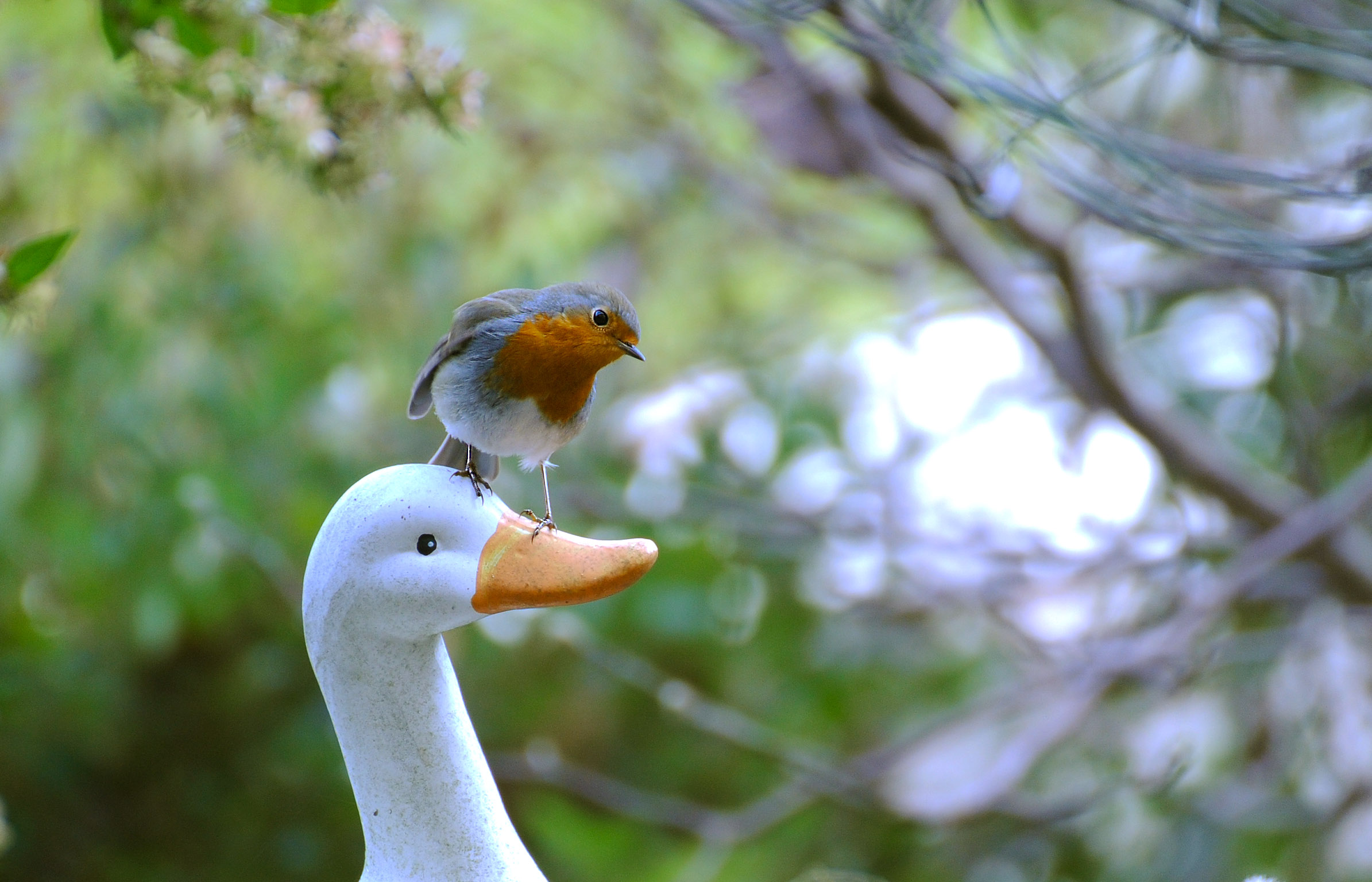 Friend