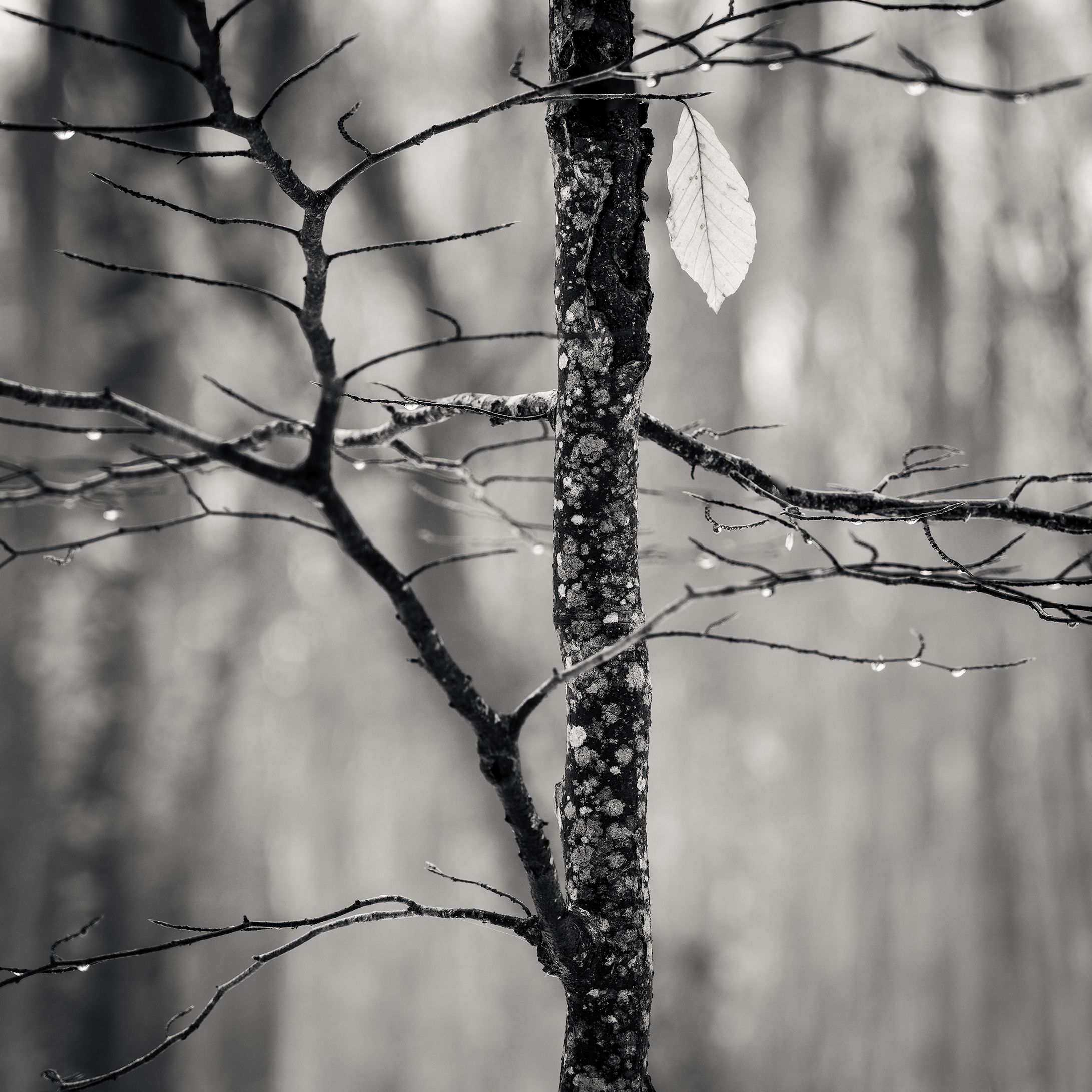 The Last Leaf