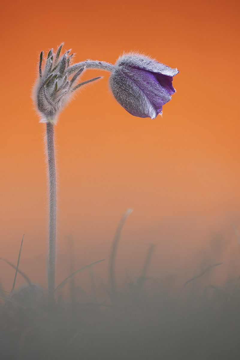 Pulsatilla