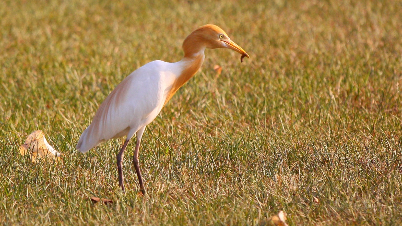 Airone che si nutre di insetti