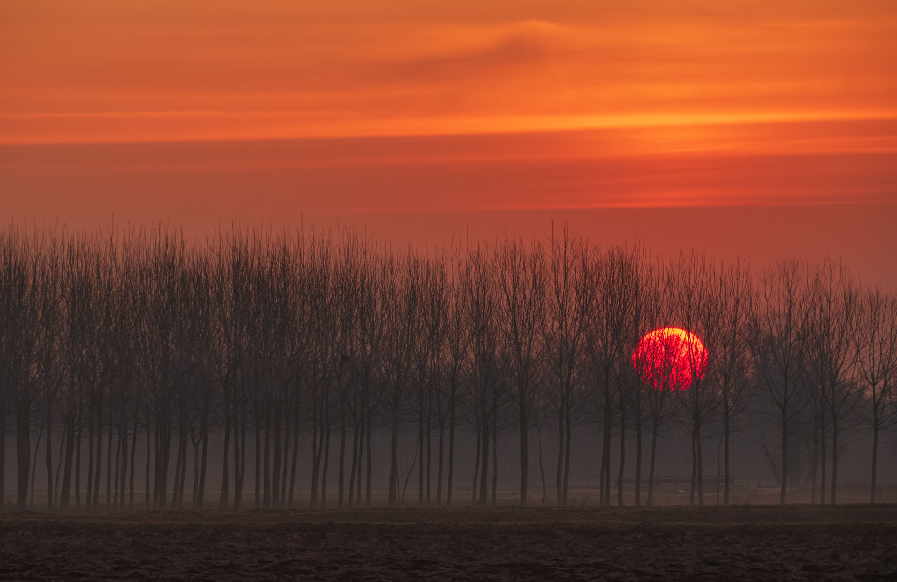 il pianeta e il pioppeto (alba nella mia campagna )