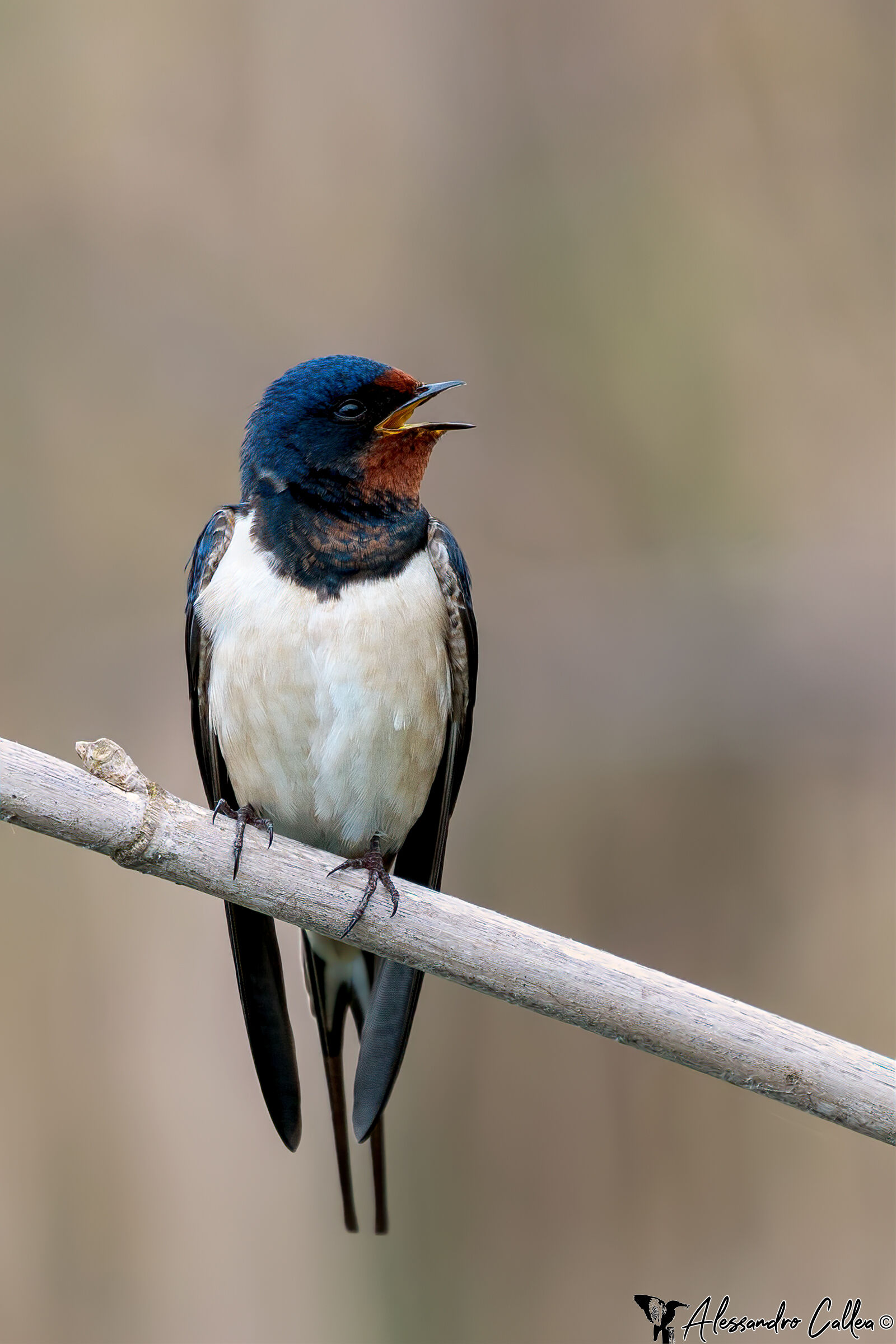 Un'instancabile cantore...