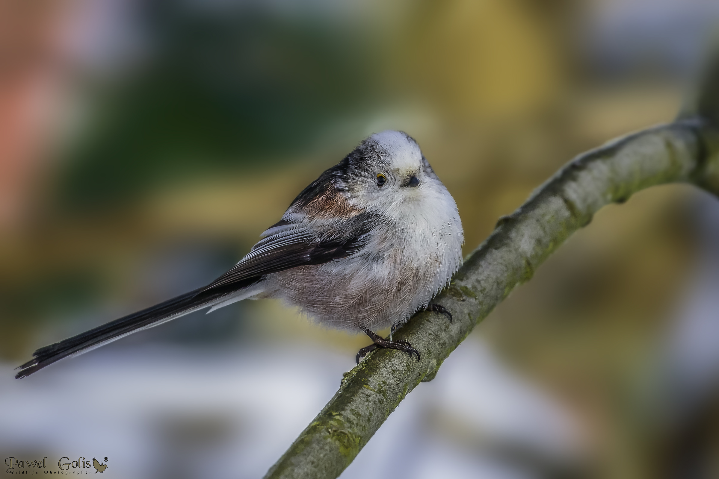 Bushtit dalla coda lunga (Aegithalos caudatus)