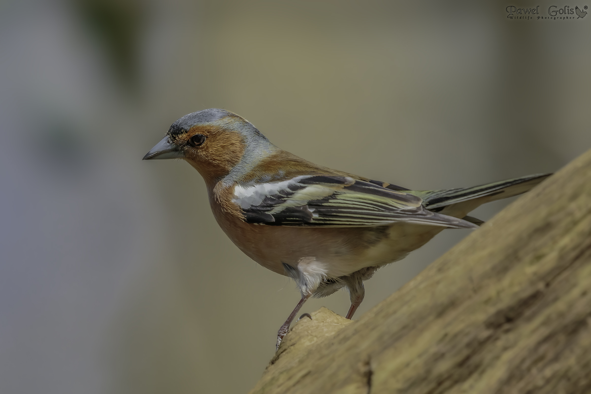 Chaffinch comune (Fringilla coelebs)