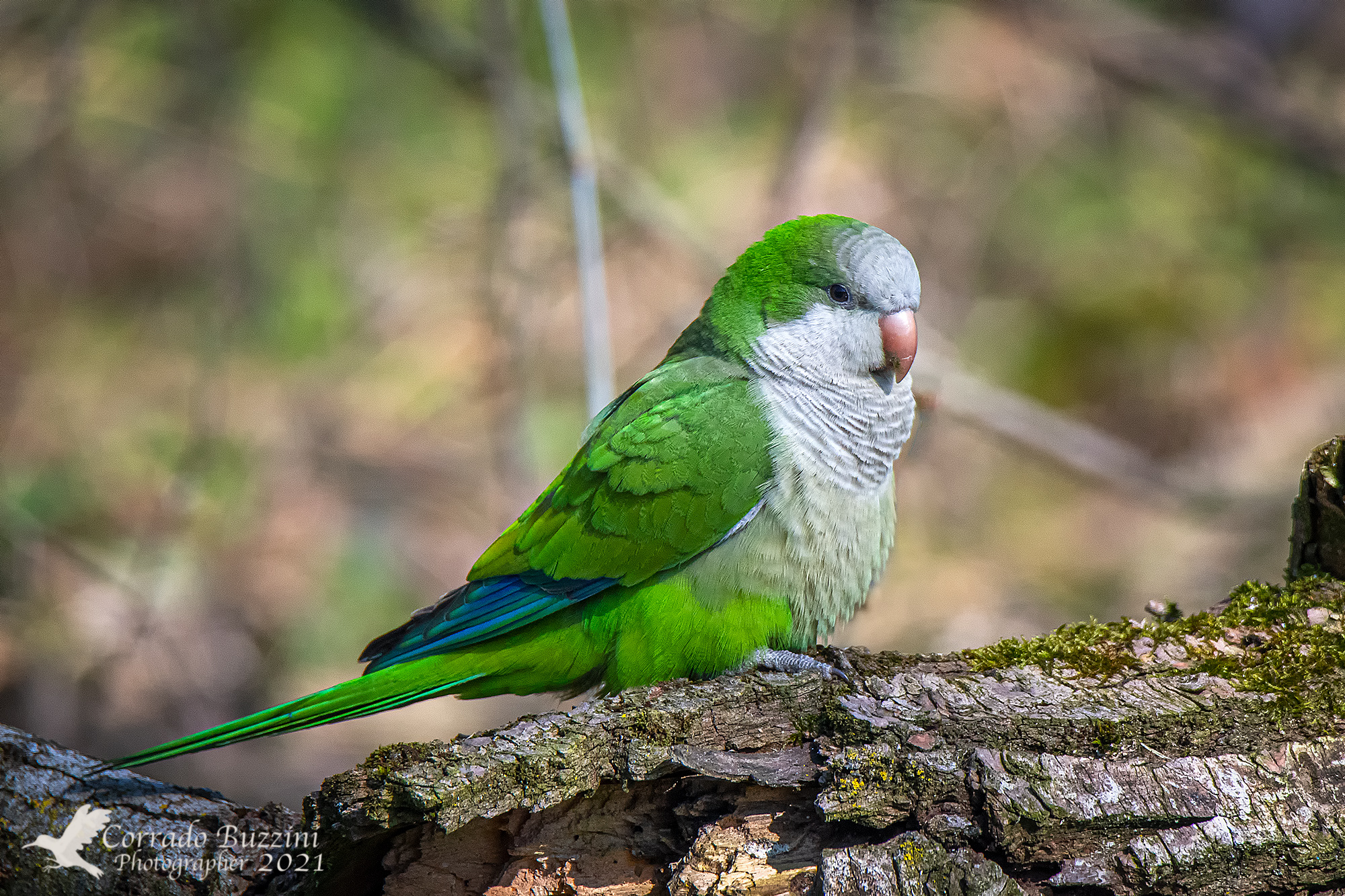 Parakeet