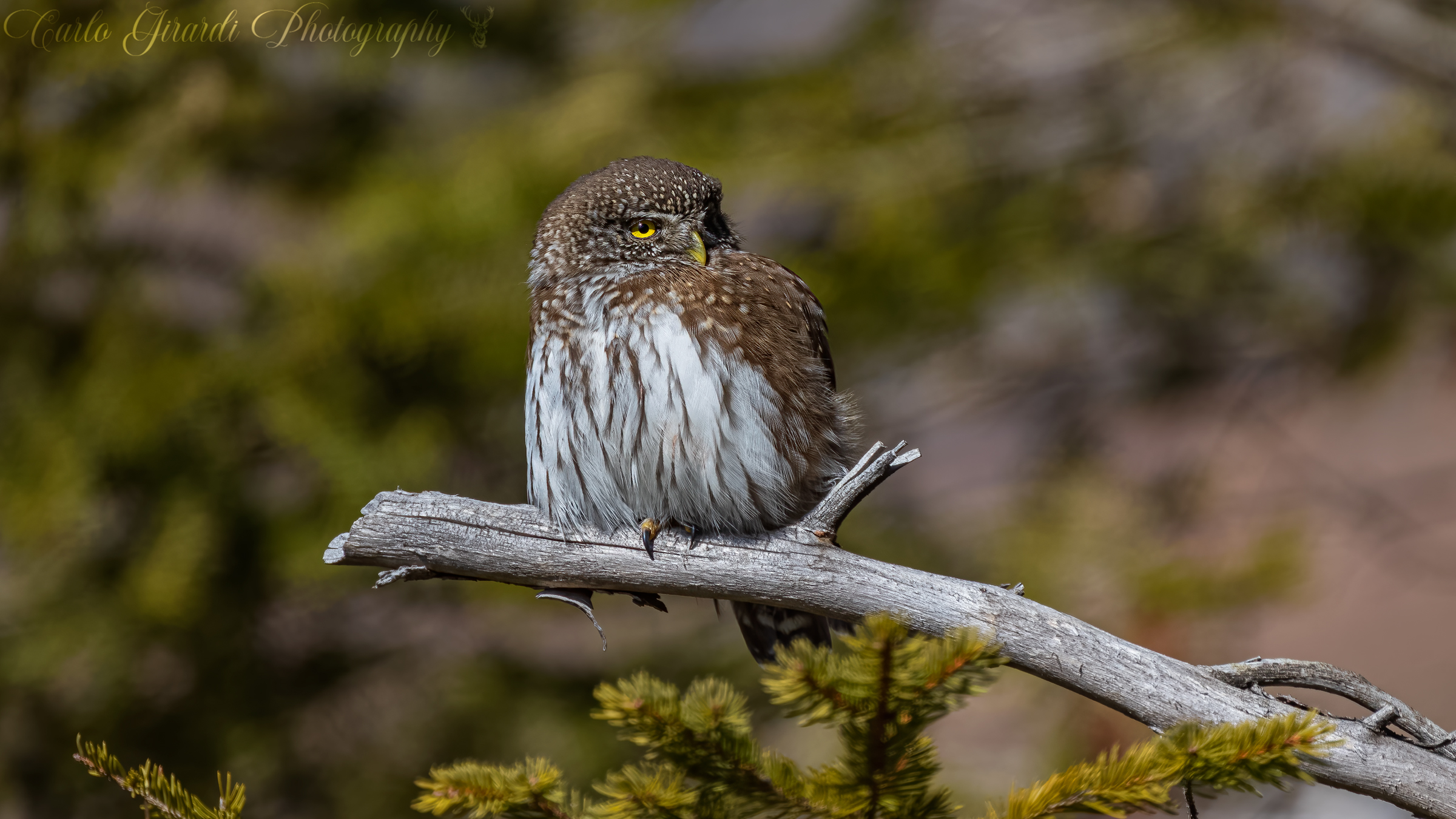 Tanto piccola ma tanto bella Civetta Nana