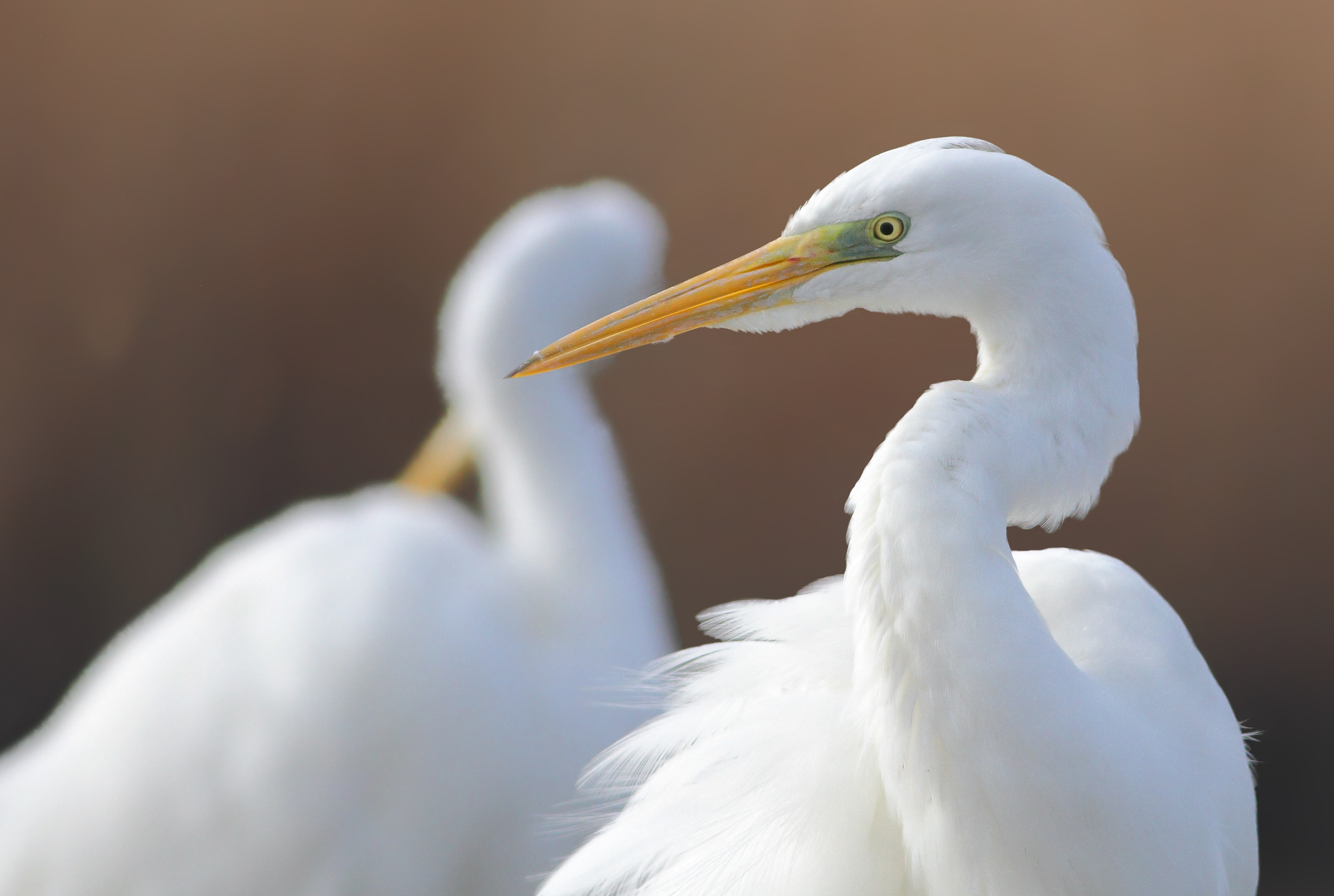 White herons
