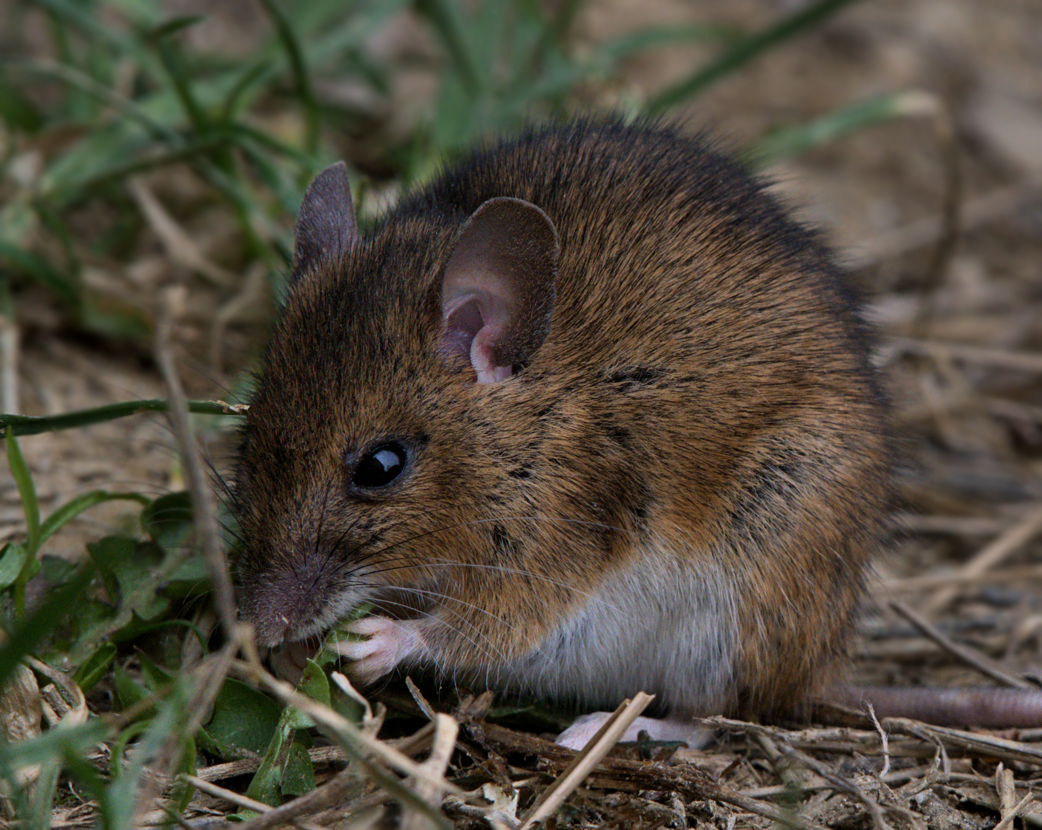 campagnol mouse