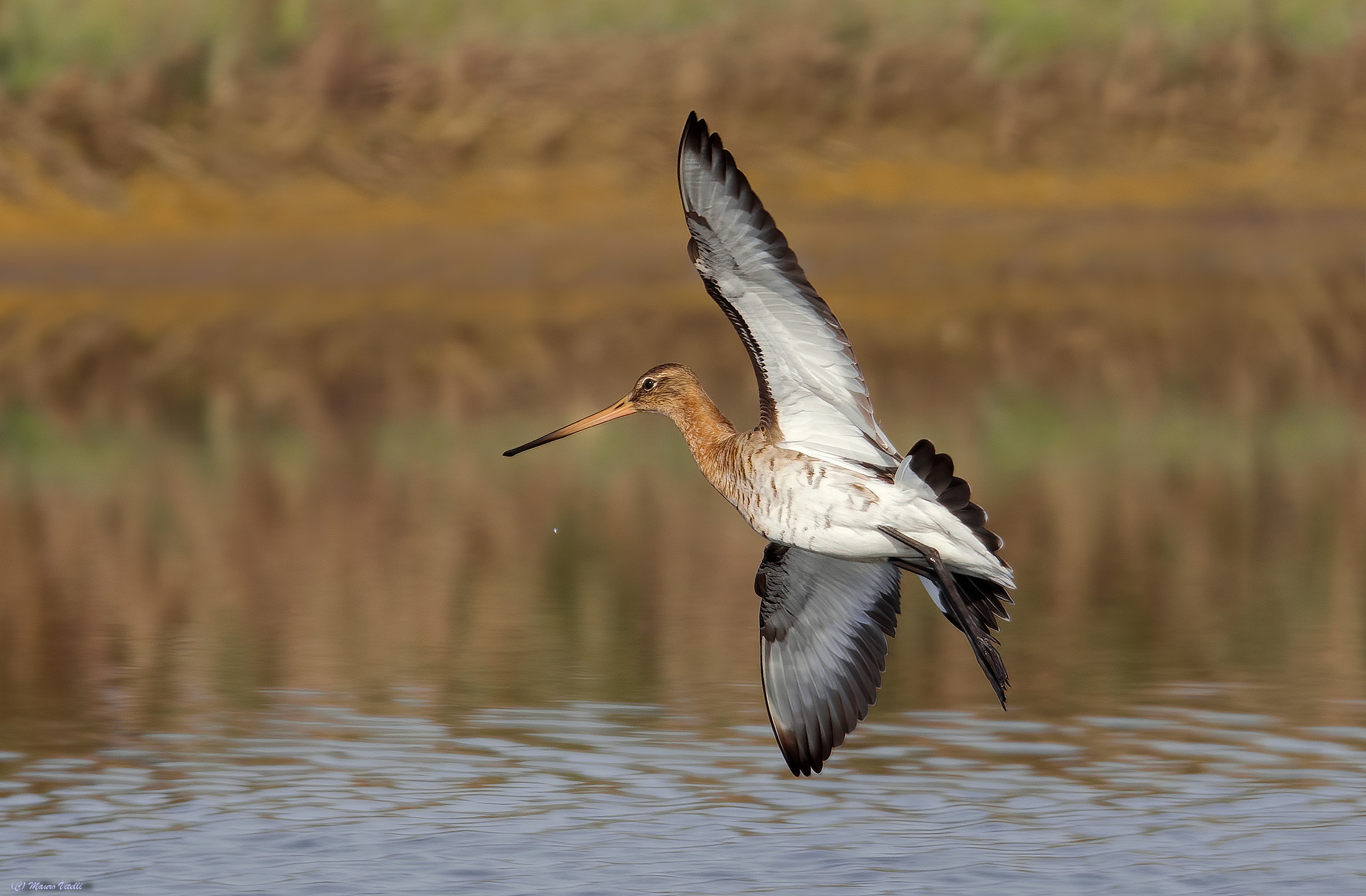 Royal Pictish (Limosa limosa)