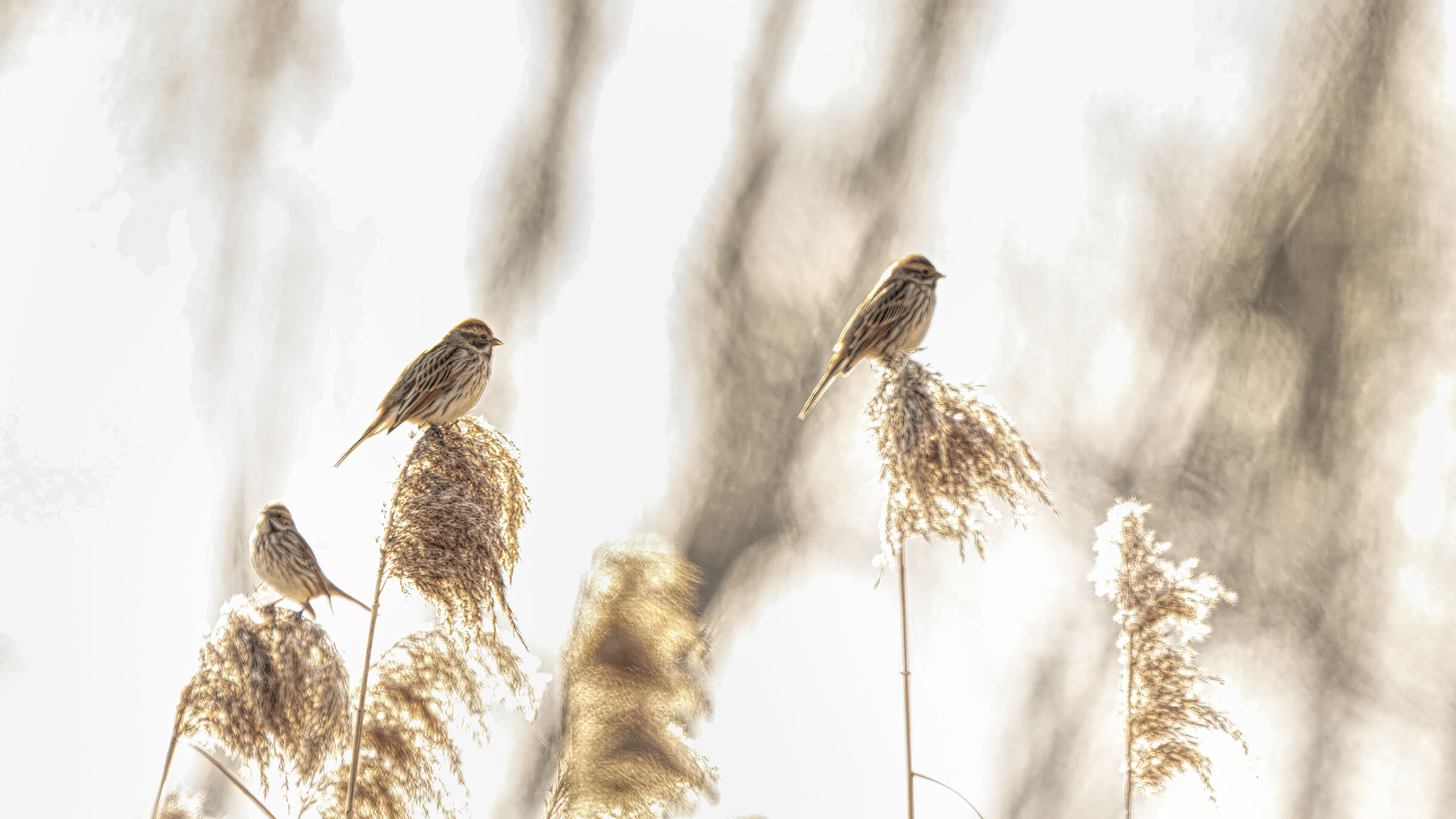 migliarini di palude