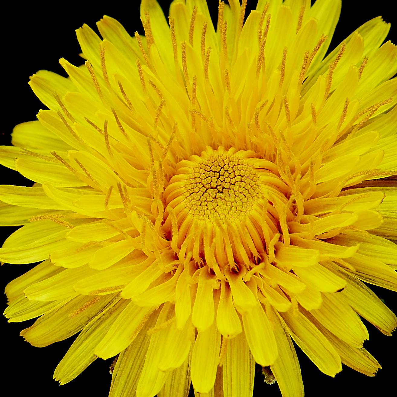 Taraxacum rubicundum