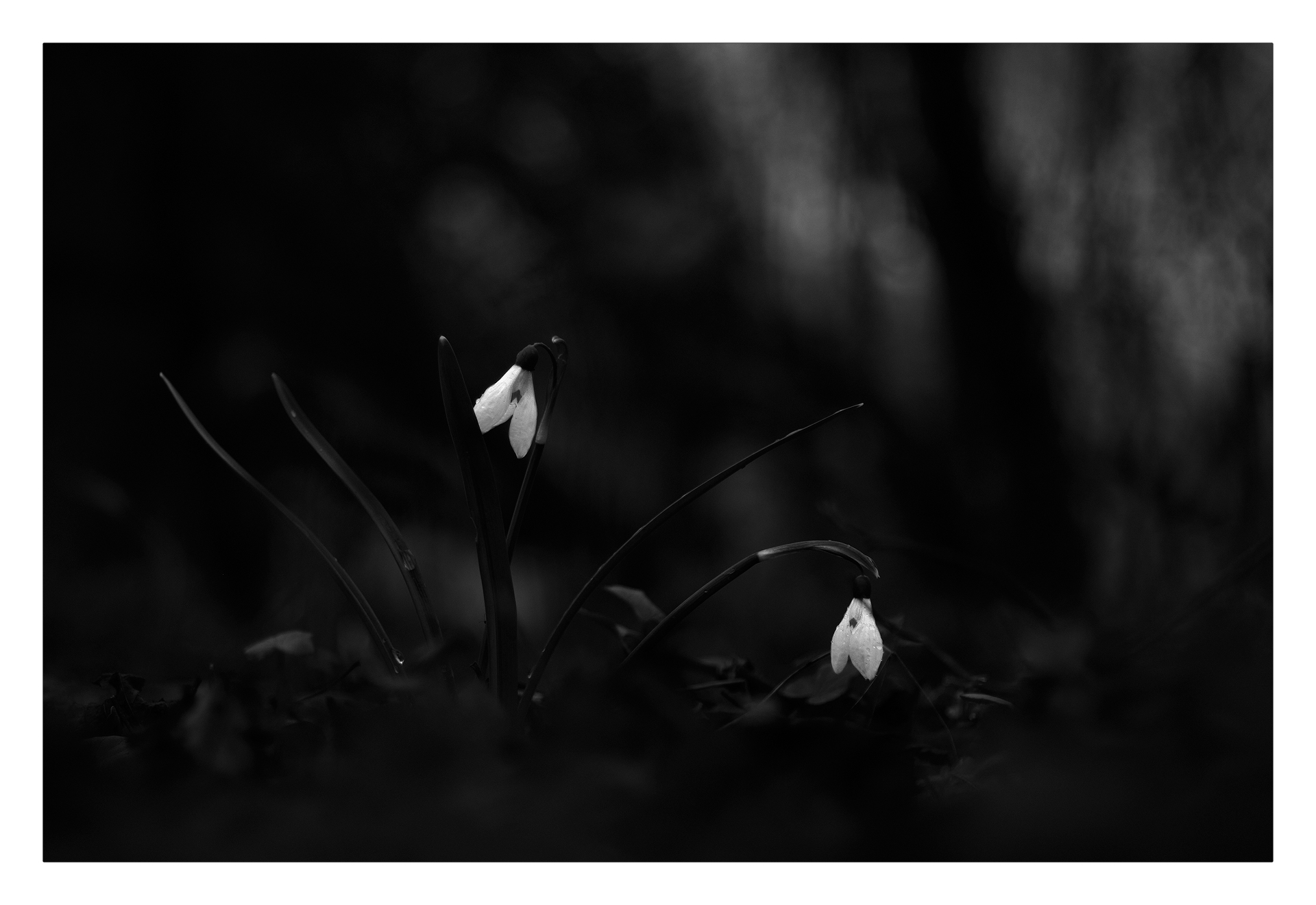 Snowdrops without snow
