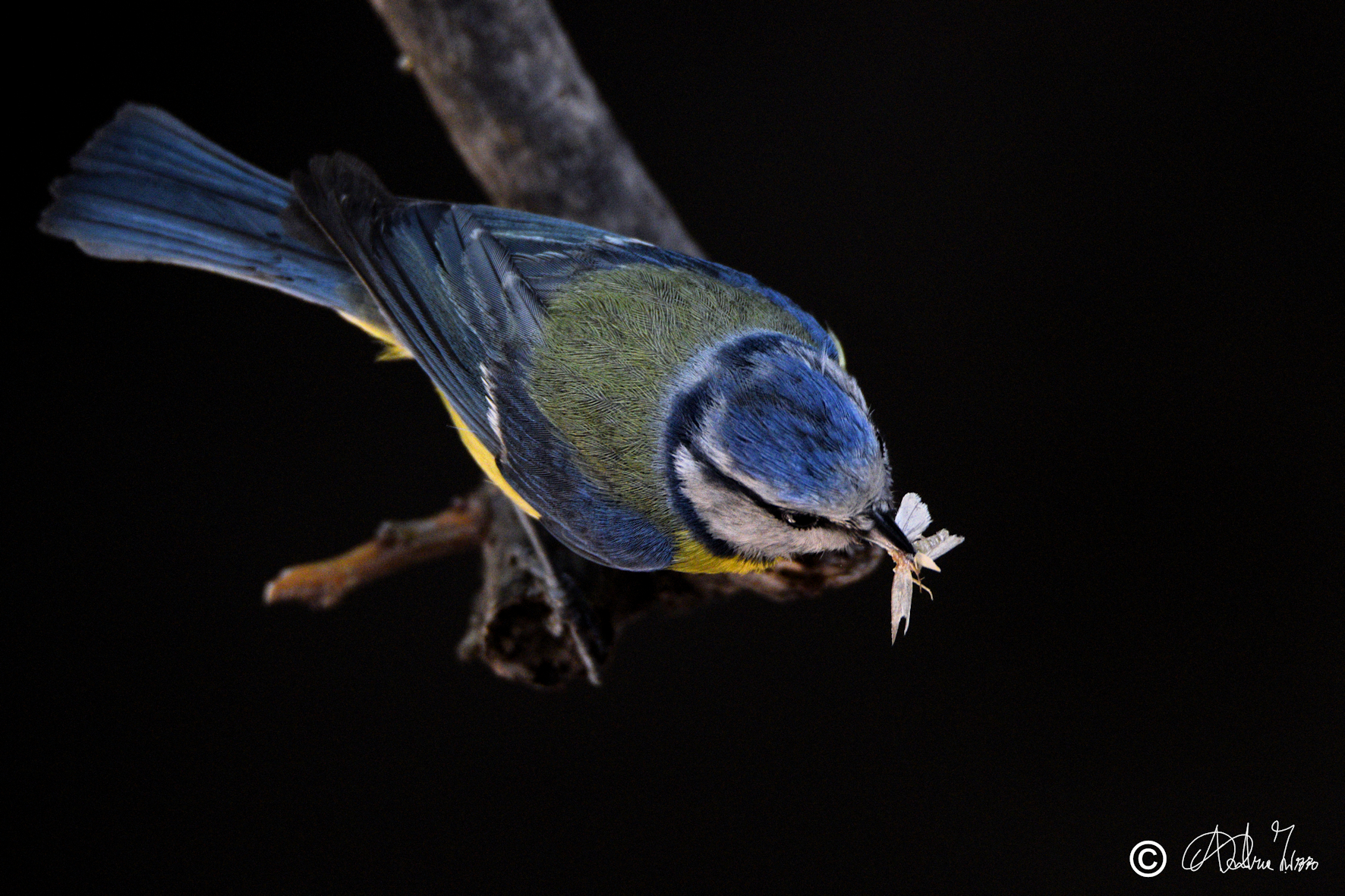 finalmente si mangia