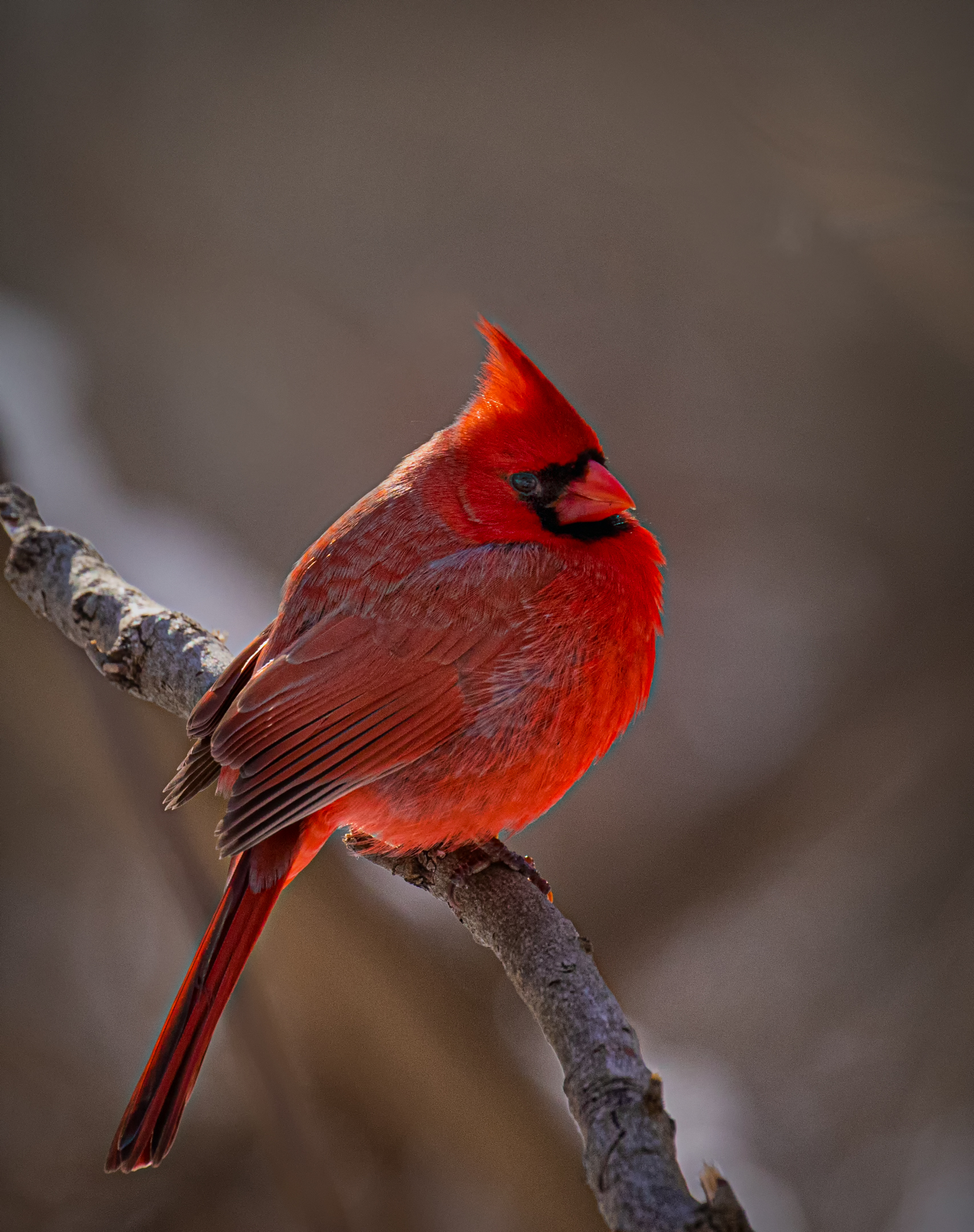 Northern Male Cardinal