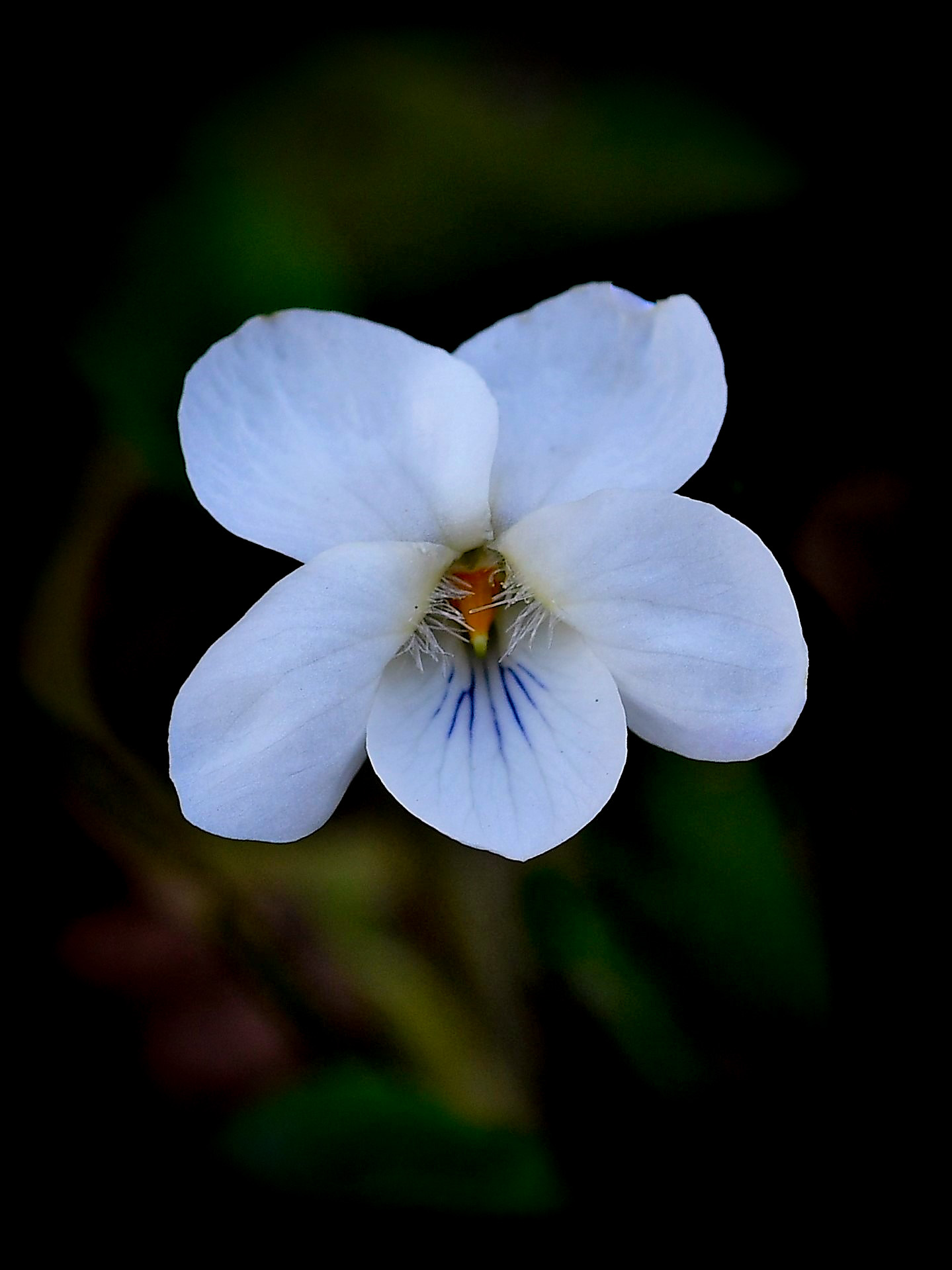 White violet