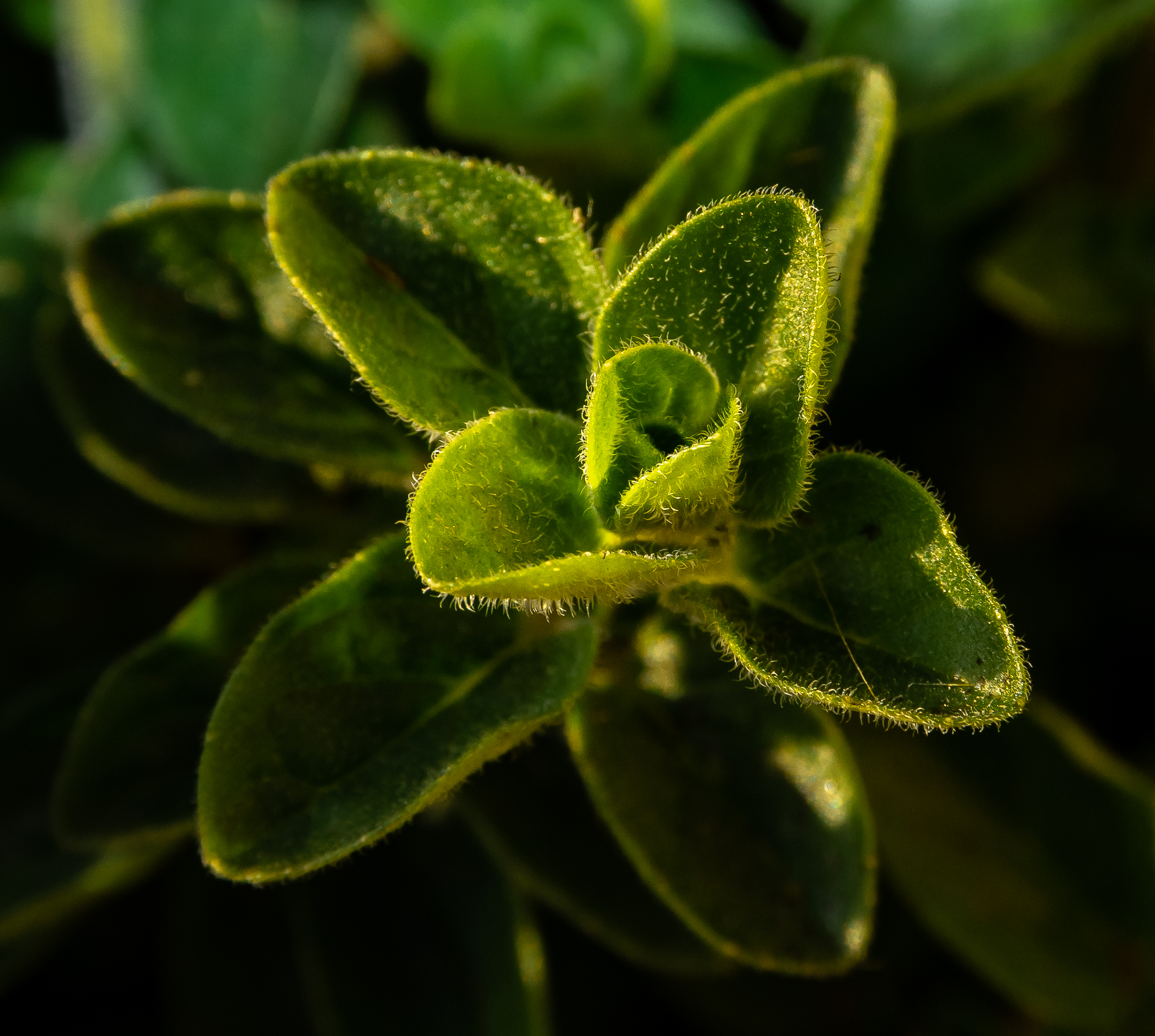 Una pianta aromatica pelosa...