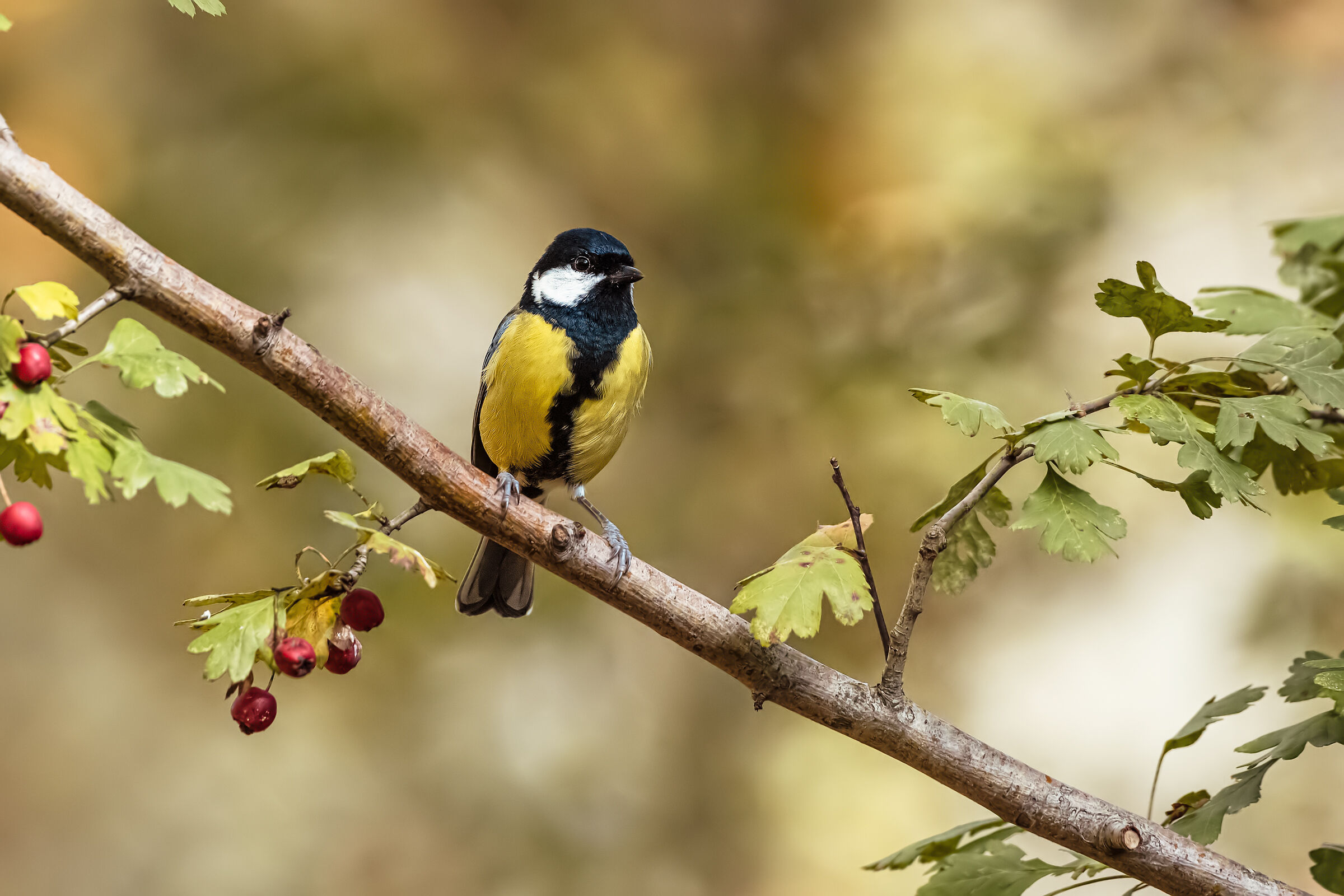 Cinciallegra sul ramo
