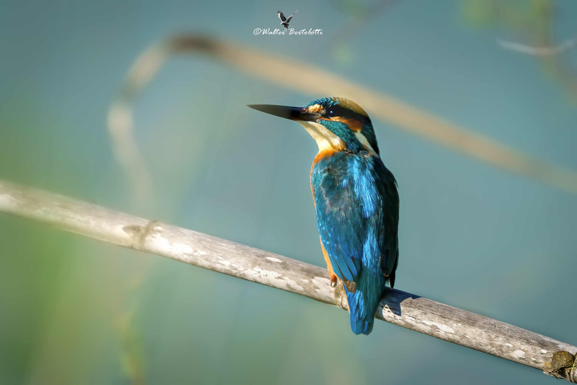 si è mosso qualcosa...