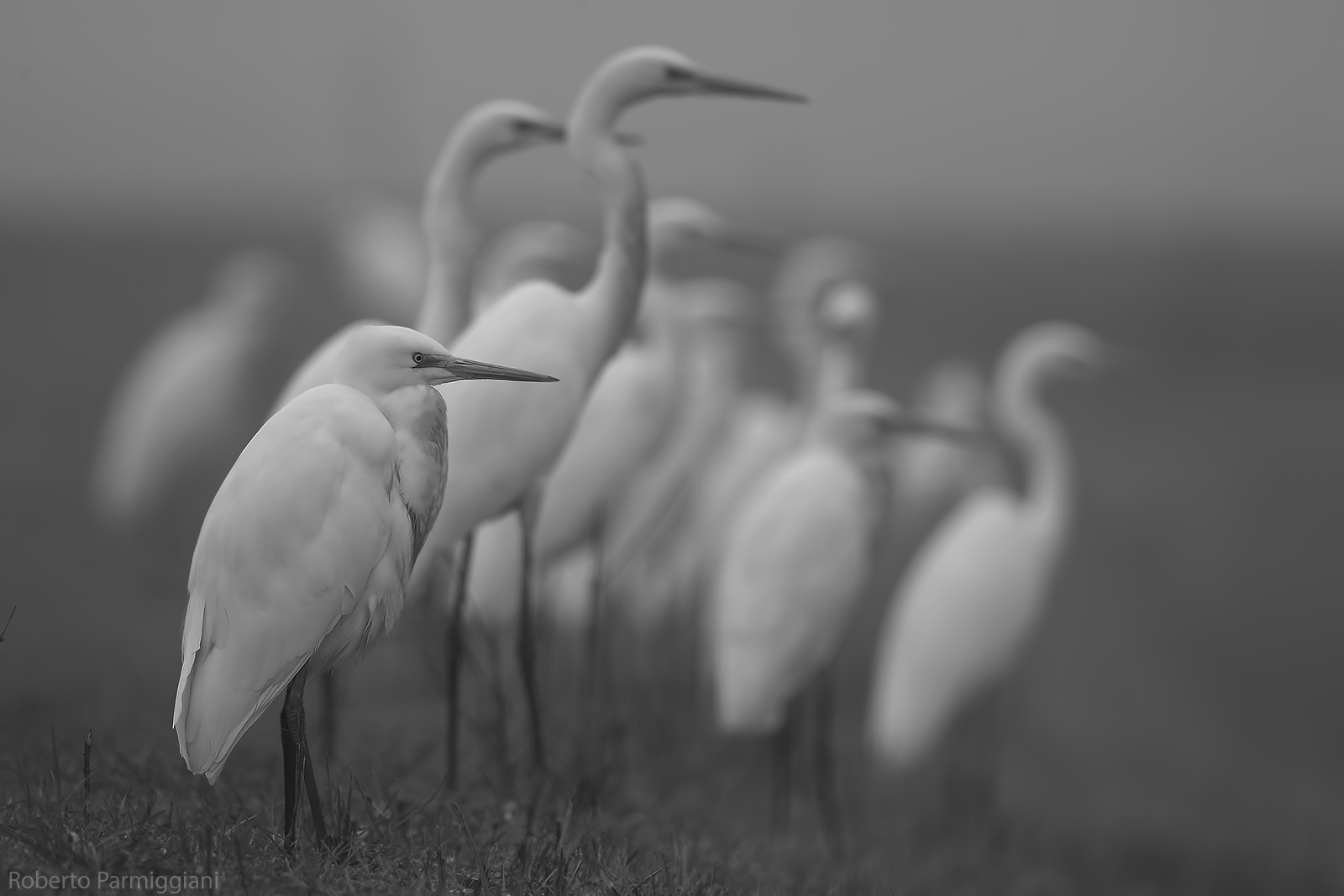 Ghosts (versione b&n)