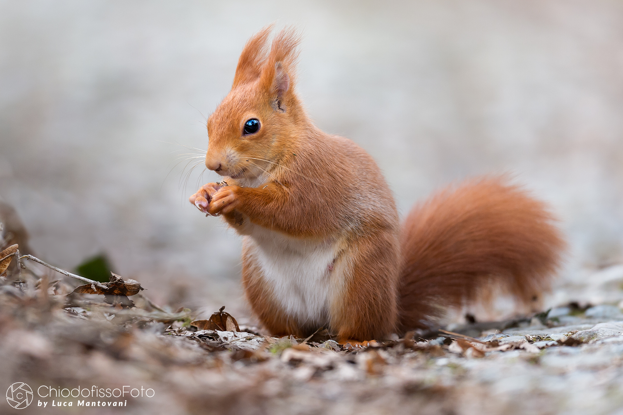 La scoiattolina rossa.