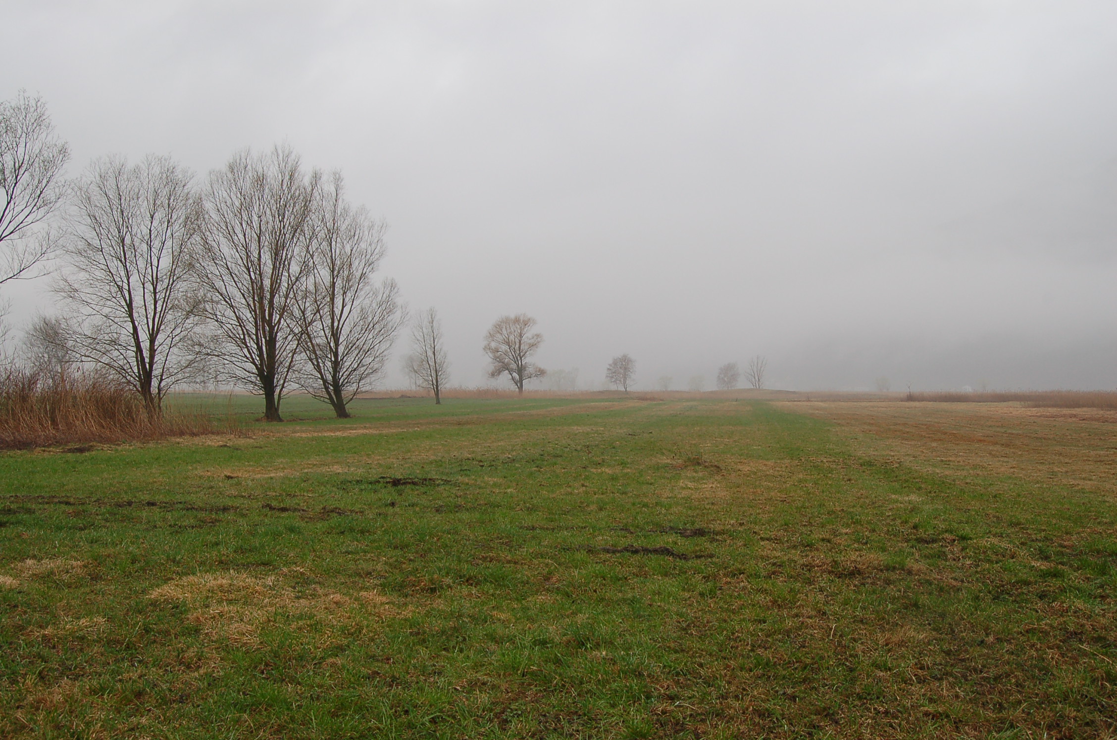 Countryside in the Fog