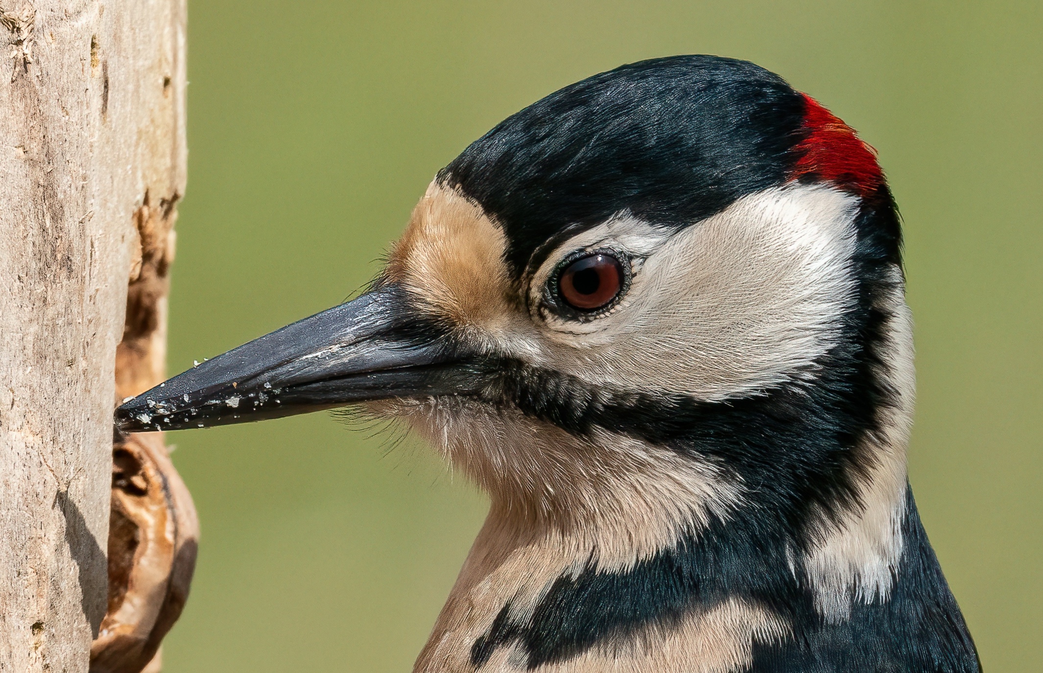 Picchio rosso maggiore maschio
