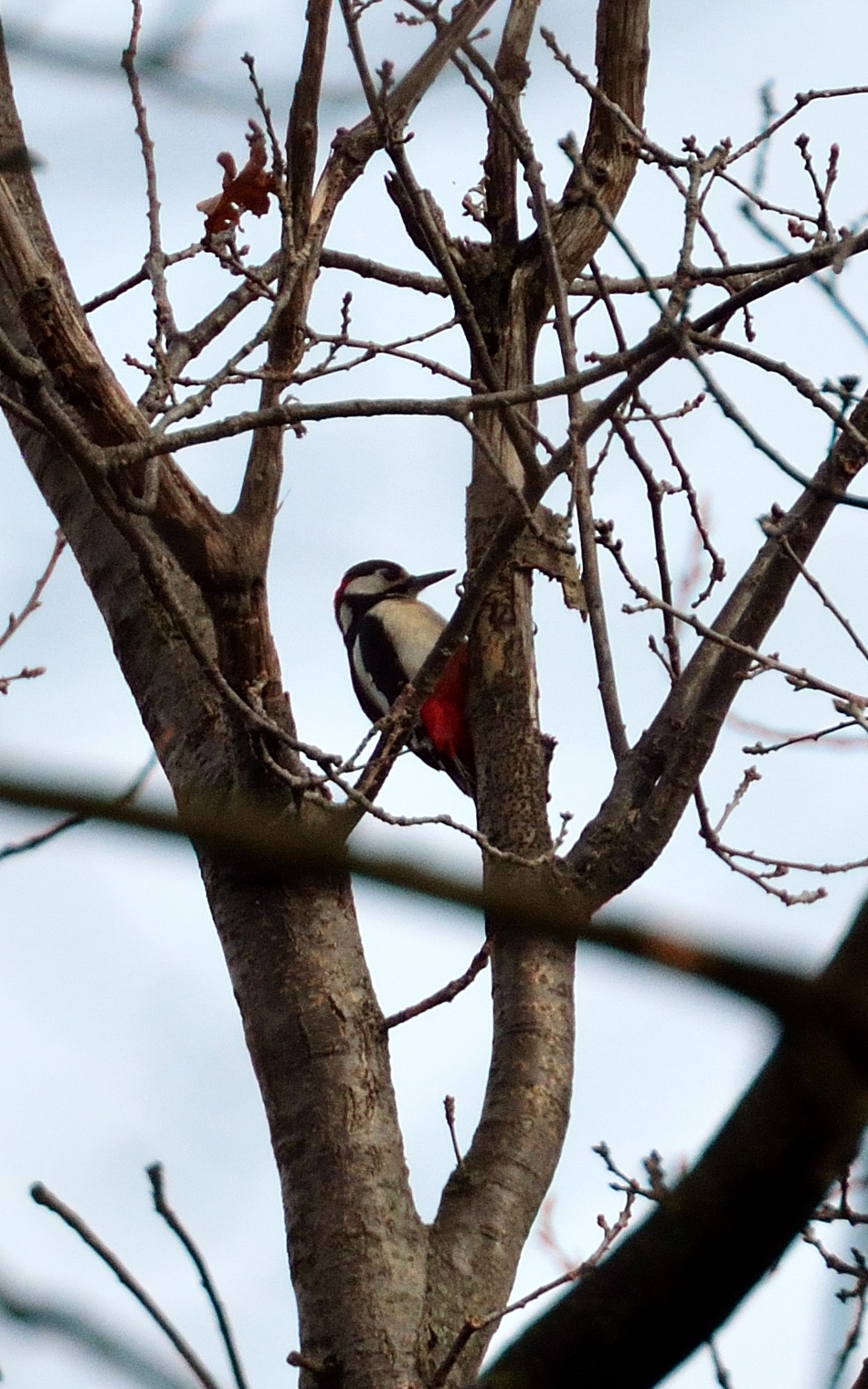 Picchio rosso maggiore