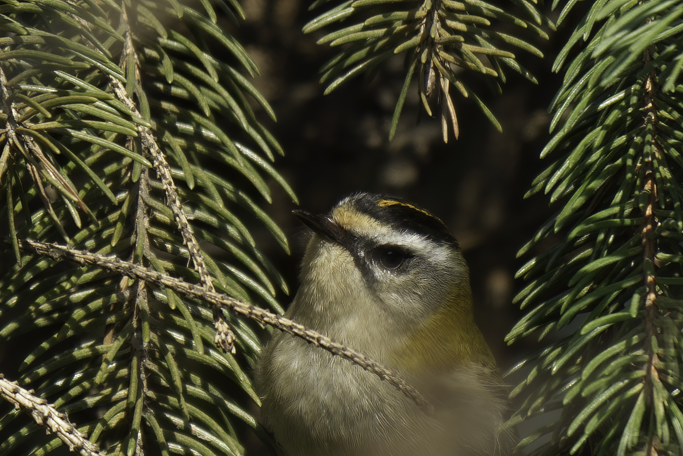 Ambushed among the pine needles