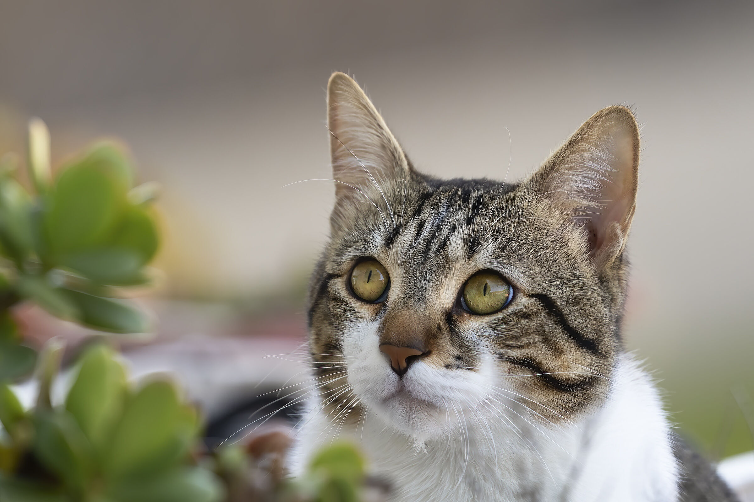 La mia vicina di casa ....