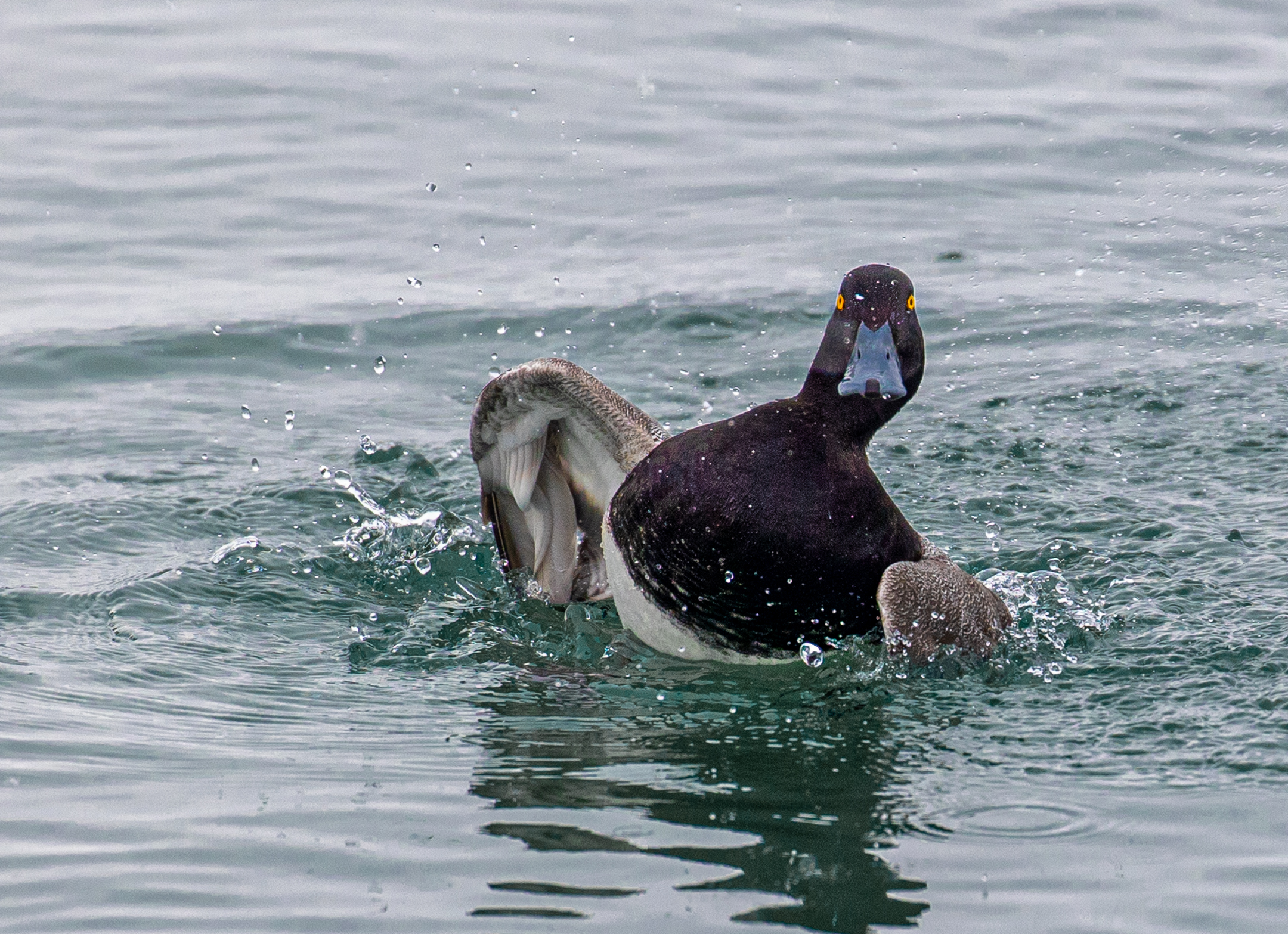 Male Lesser Scaup