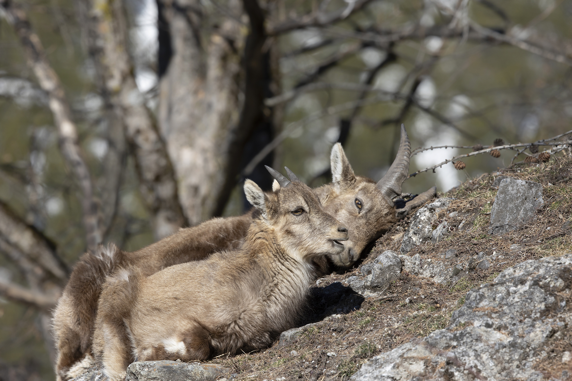cuore di mamma, stambecchi