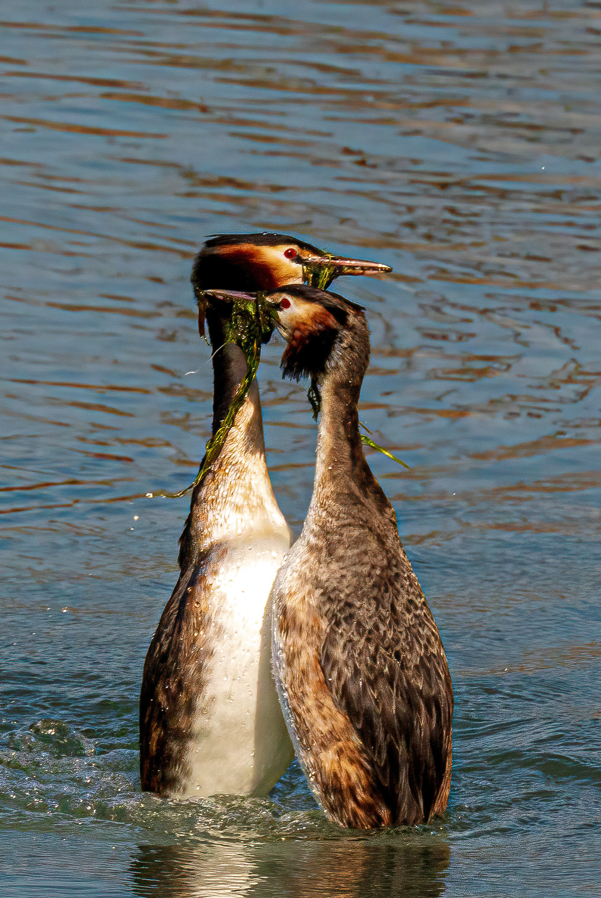 Corteggiamento Svasso Maggiore