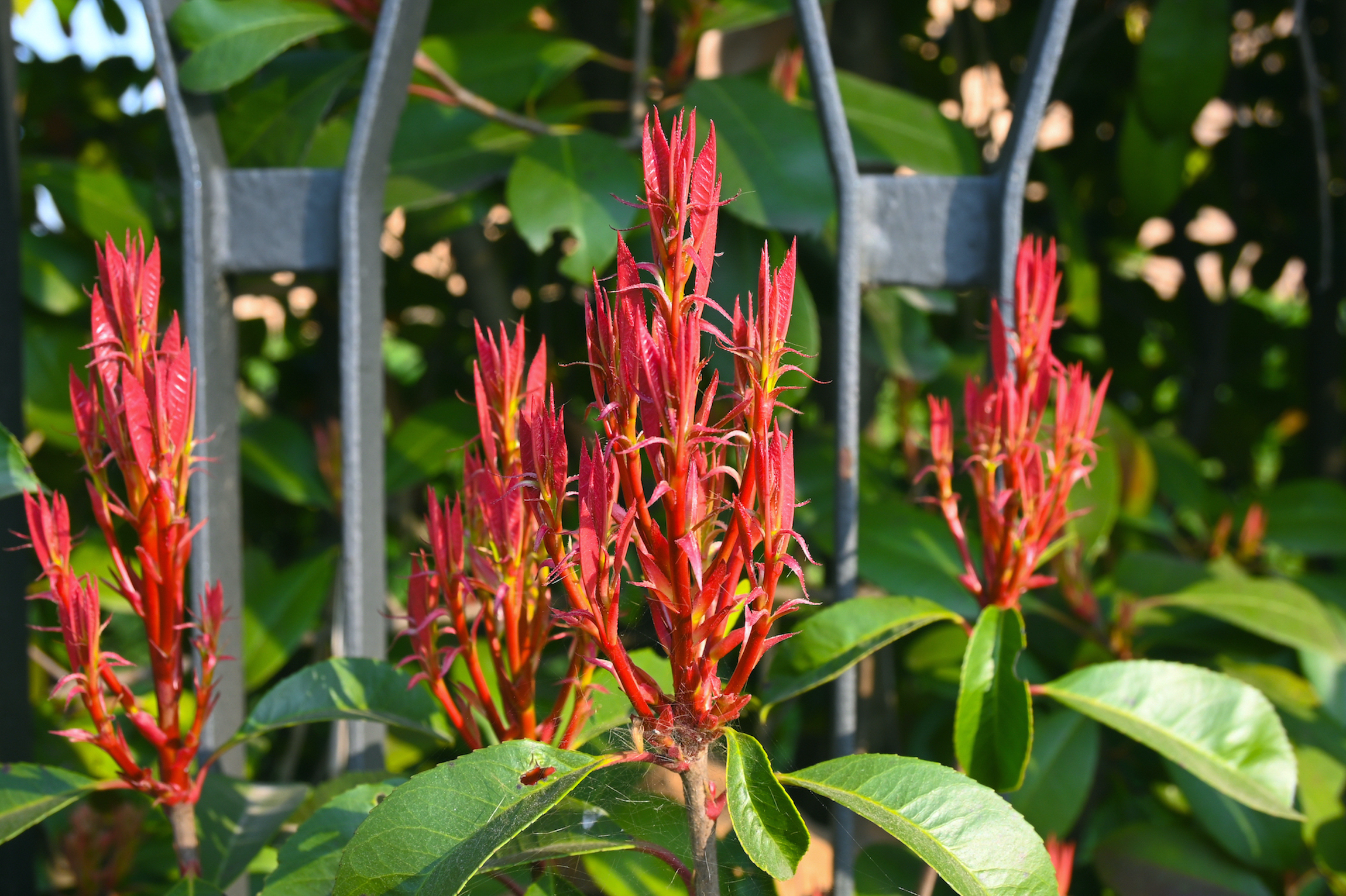 prova Z6II con obiettivo DX 16/50