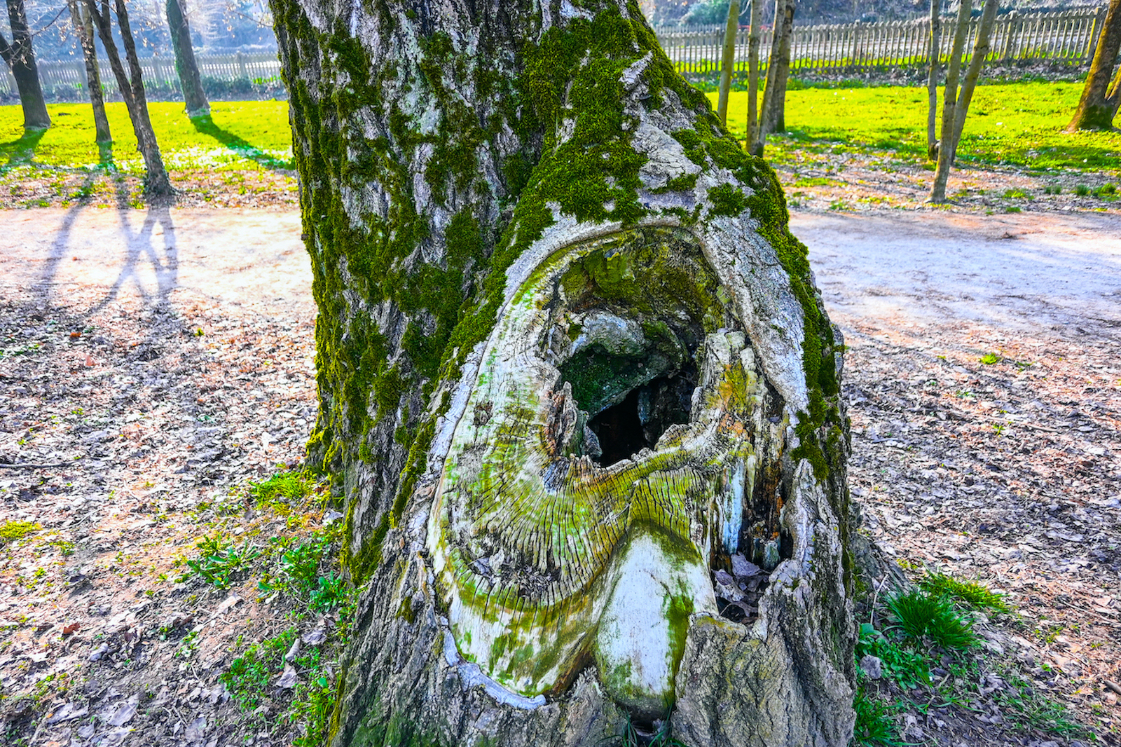 prova Z6II con obiettivo DX 16/50