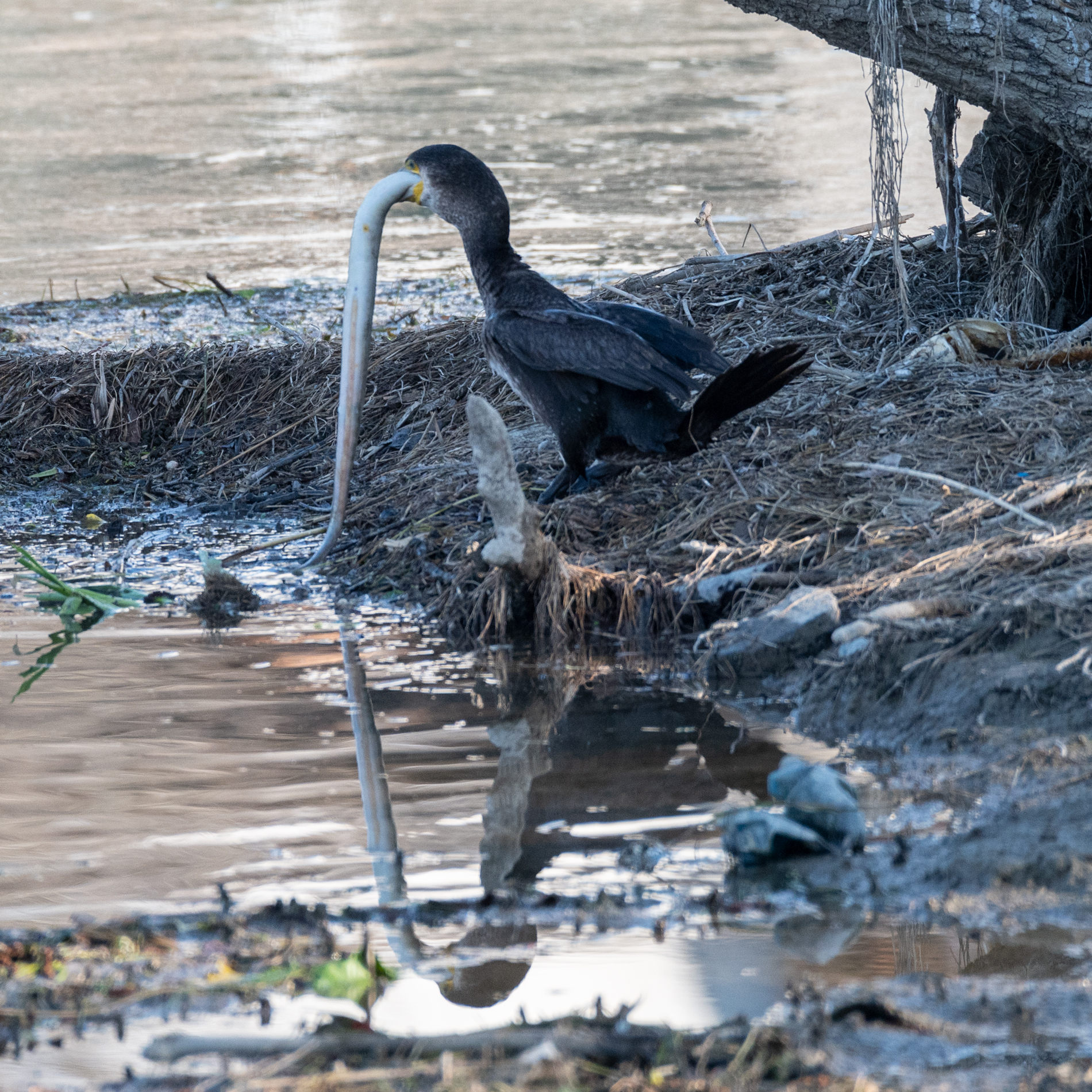 Il  mostro di loch ness