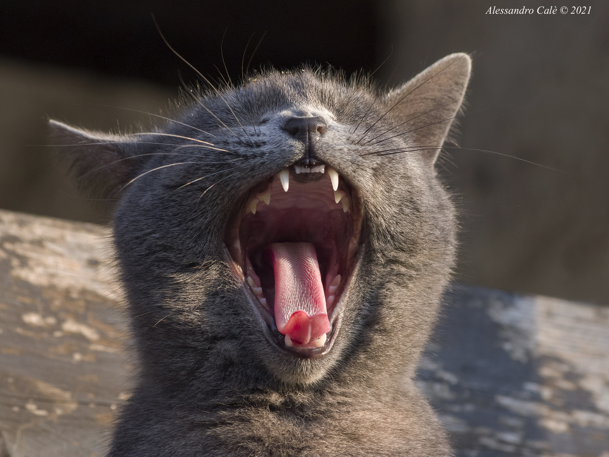 ...tanto, tanto sonno 8764