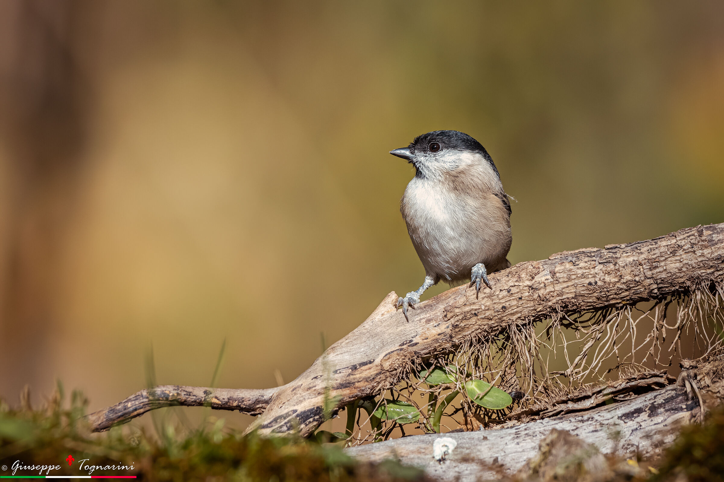 la bigia che osserva