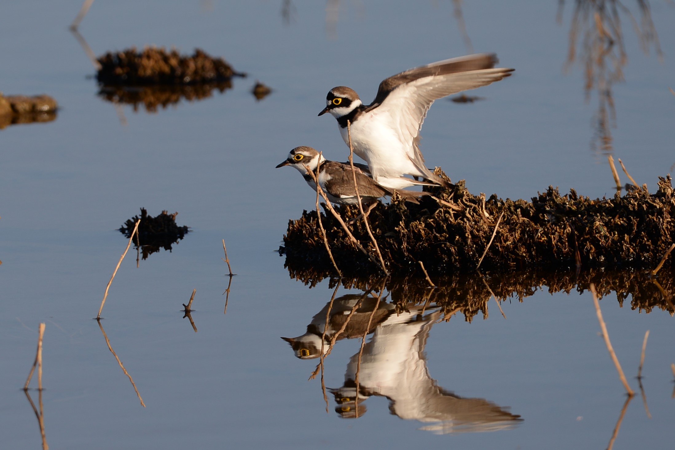 Charadrius alexandrinus