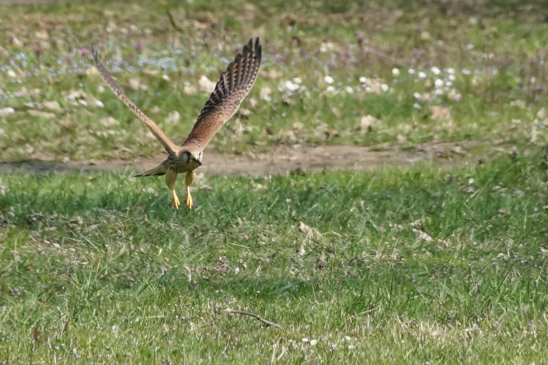 Kestrel