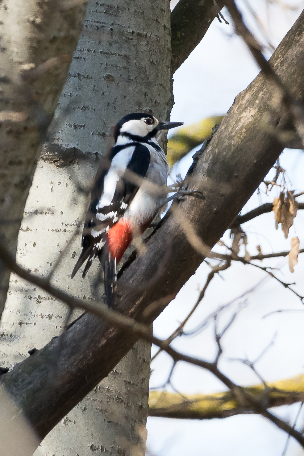 Woodpecker