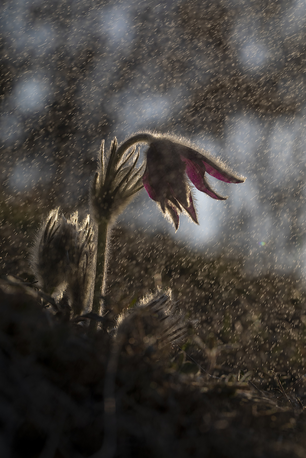 Under the Rain, Pulsatilla