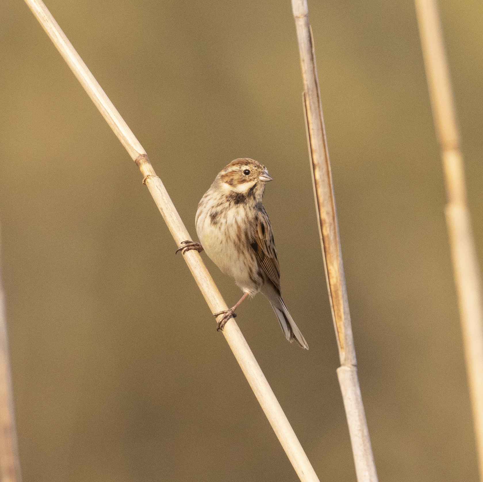 Migliarino di palude