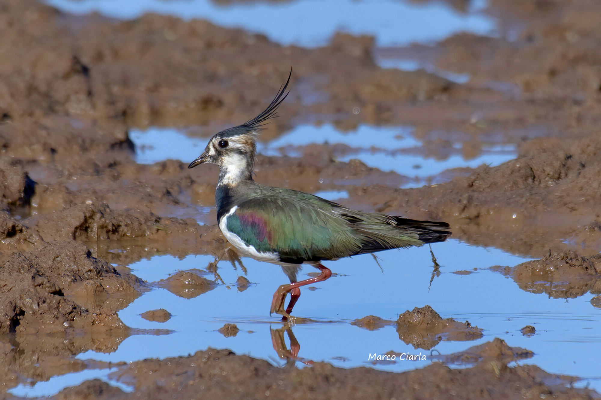 Pavoncella (Vanellus vanellus)