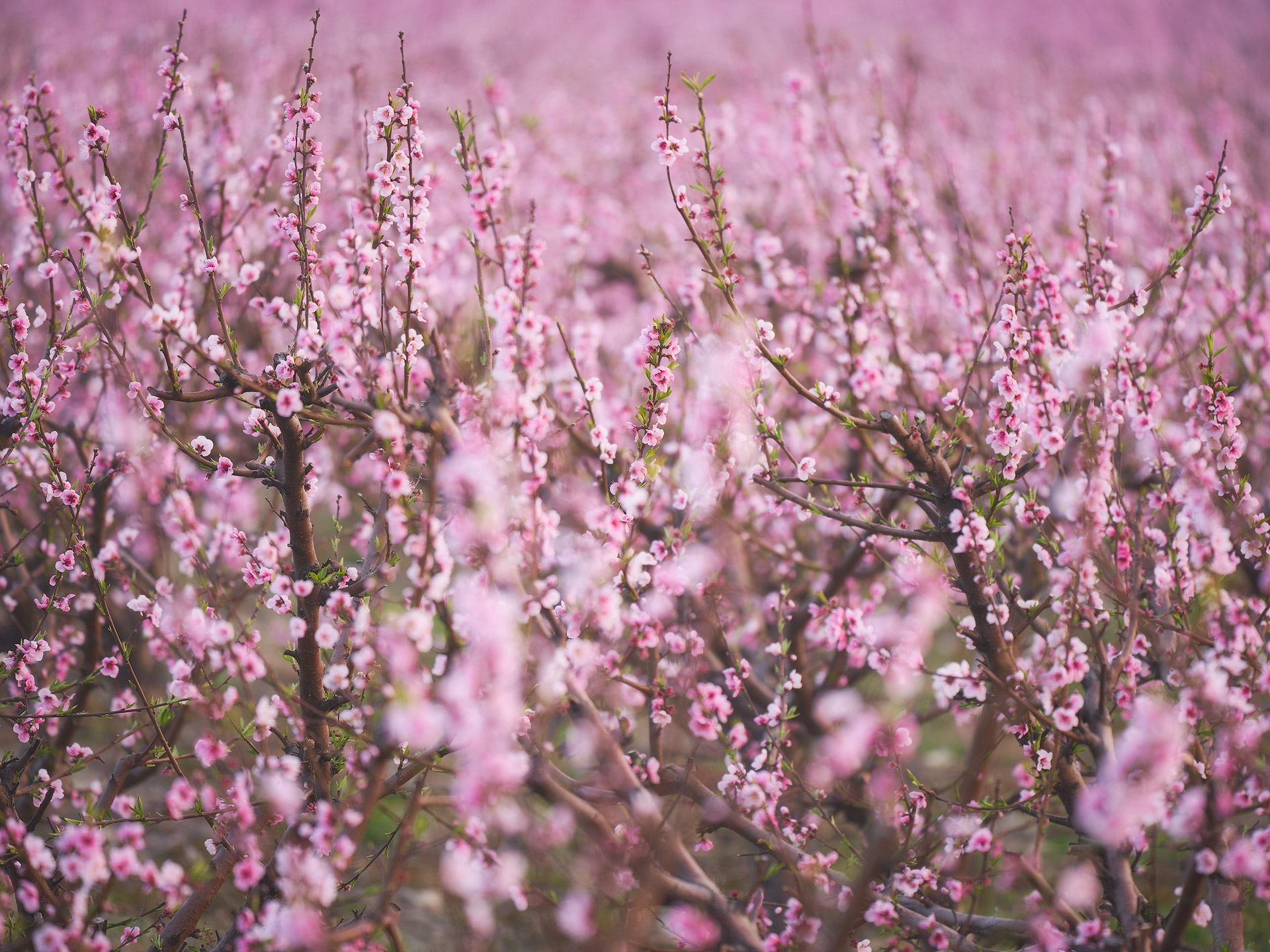 First shades of spring