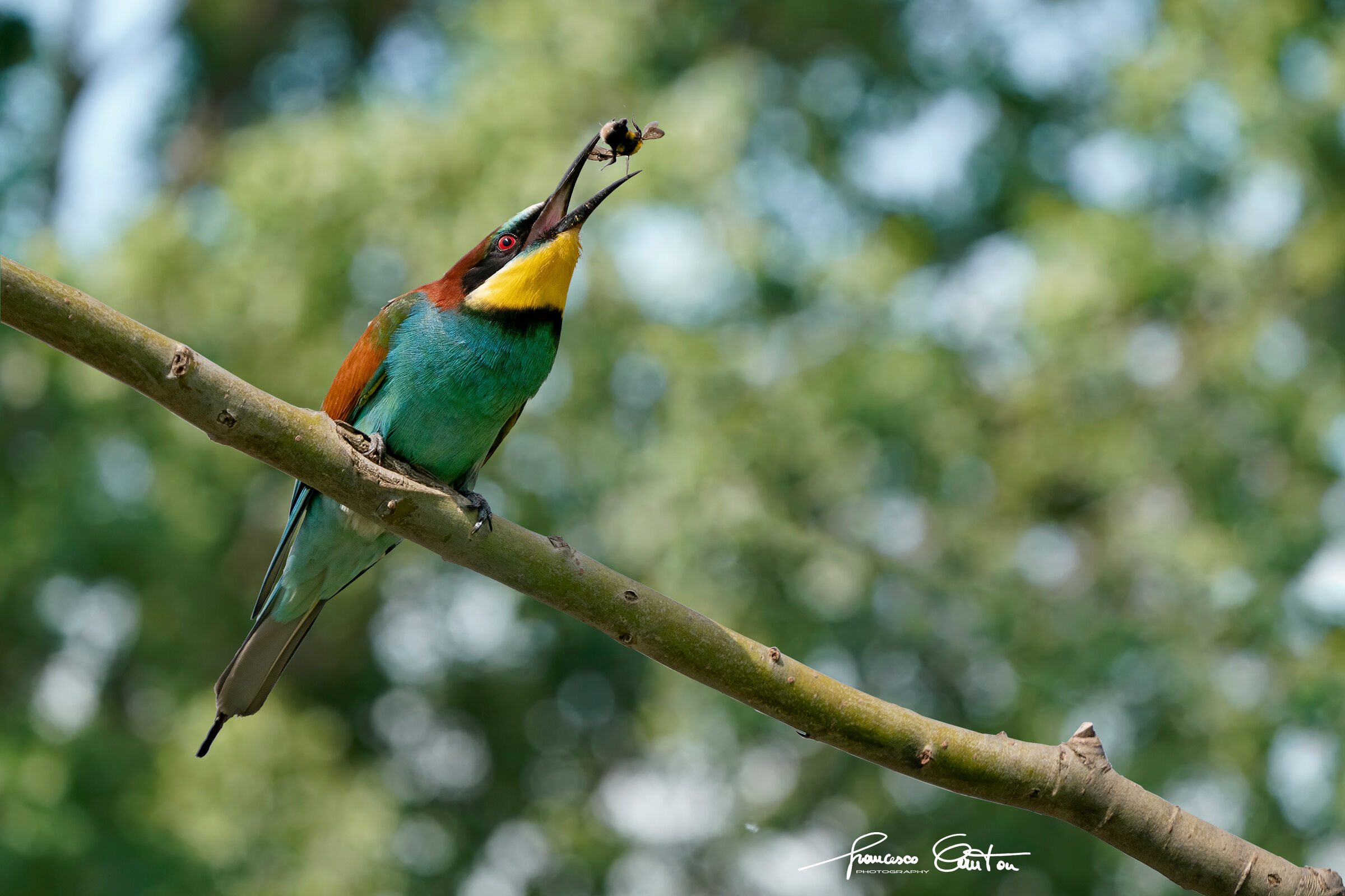 Bee-eater