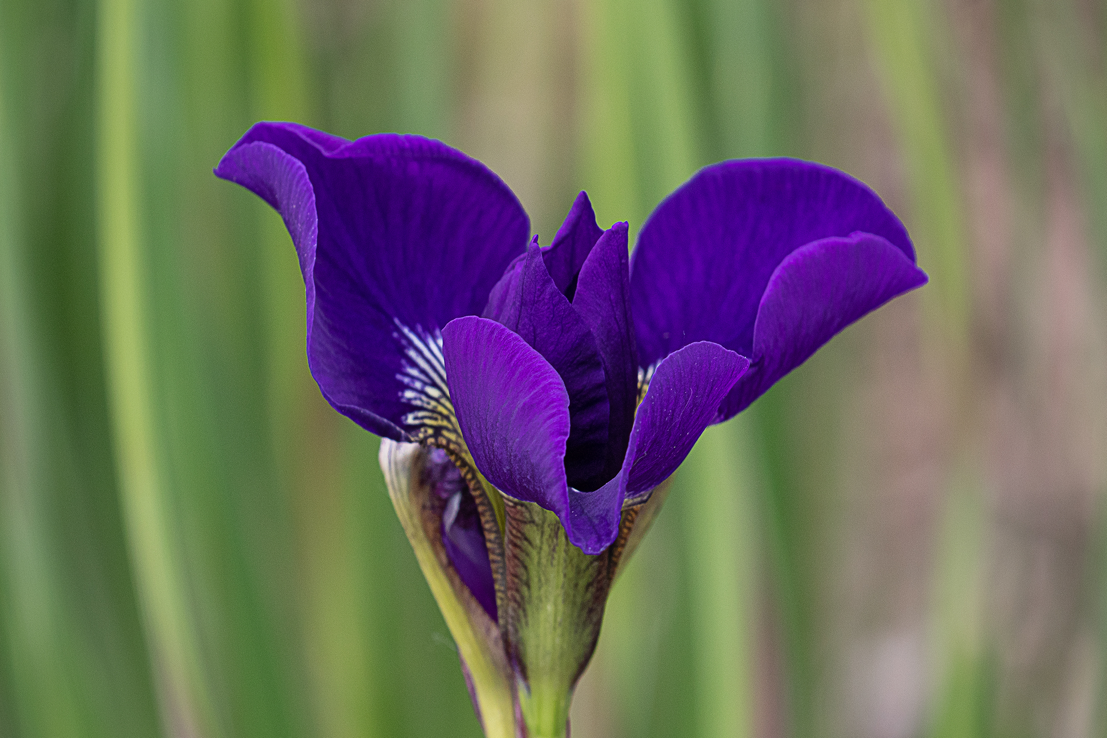 Iris viola.