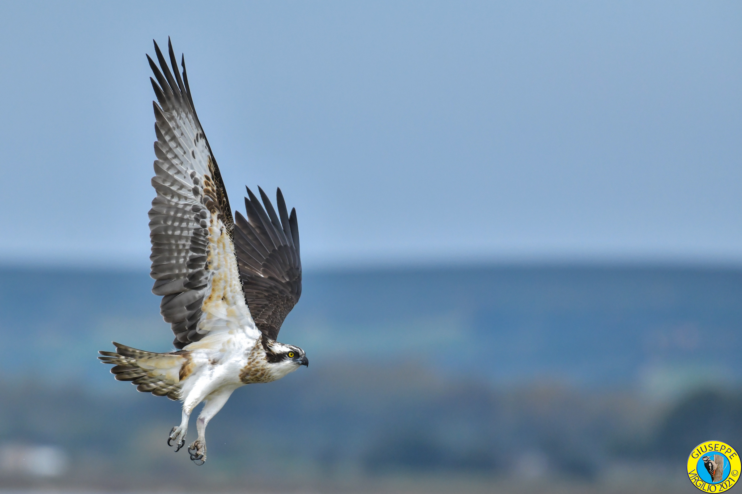 Falco Pescatore (Sardegna) 2021