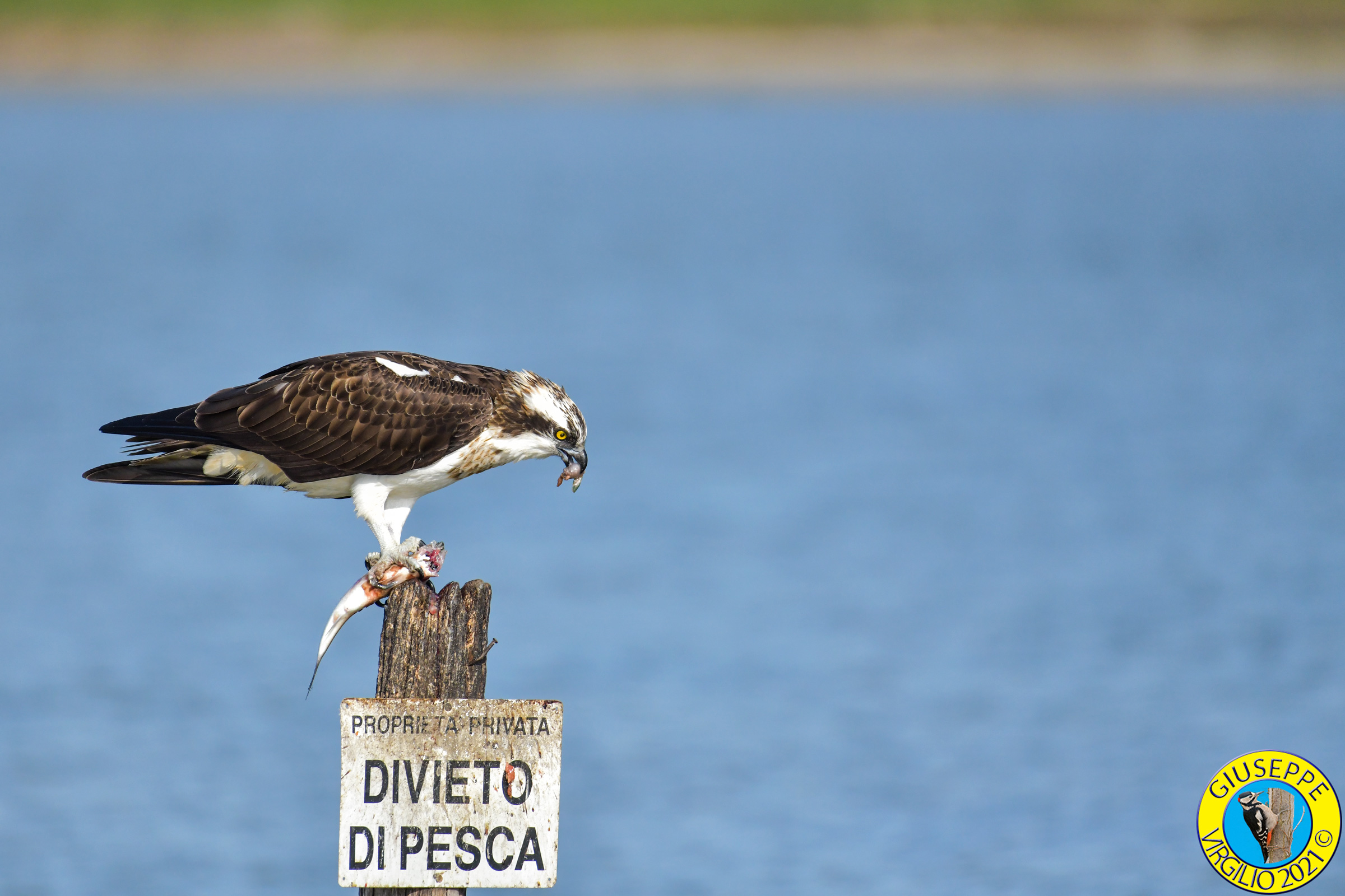 Falco Pescatore (Sardegna) 2021