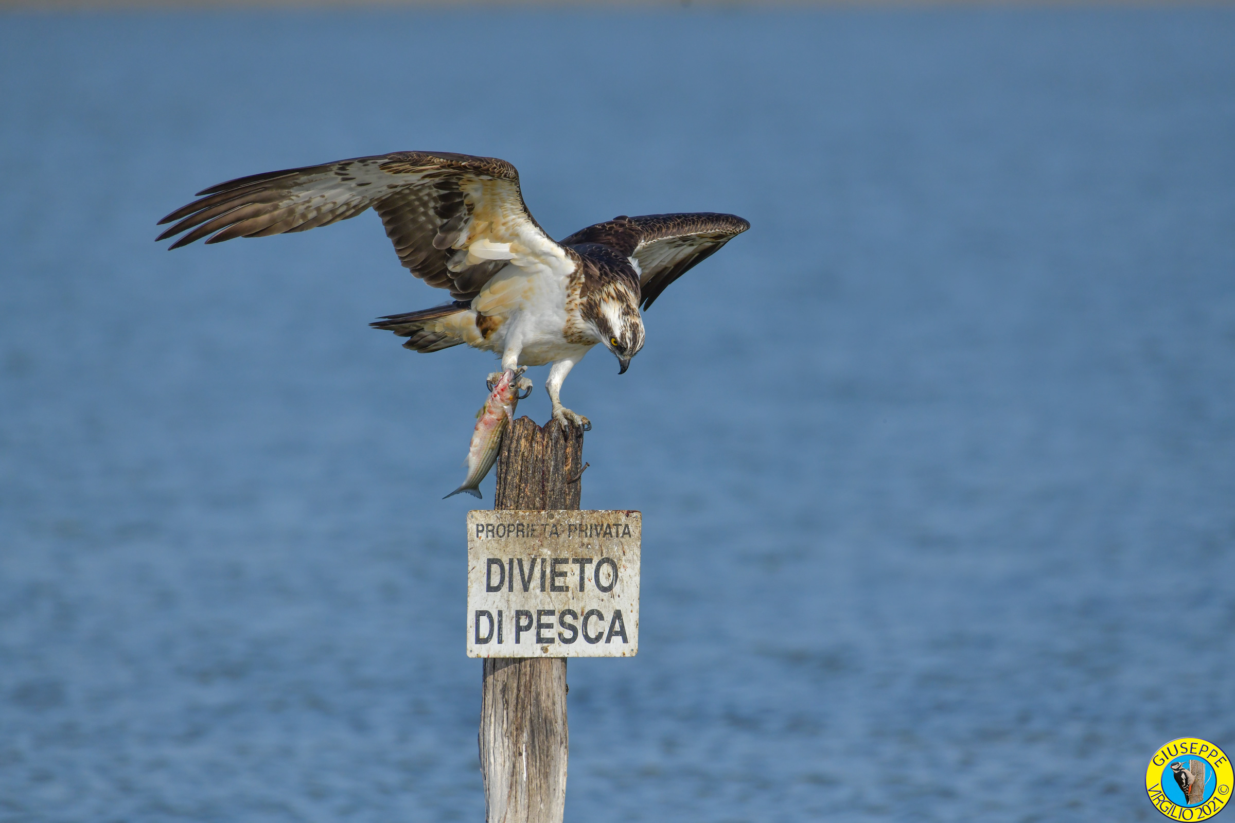 Falco Pescatore (Sardegna) 2021